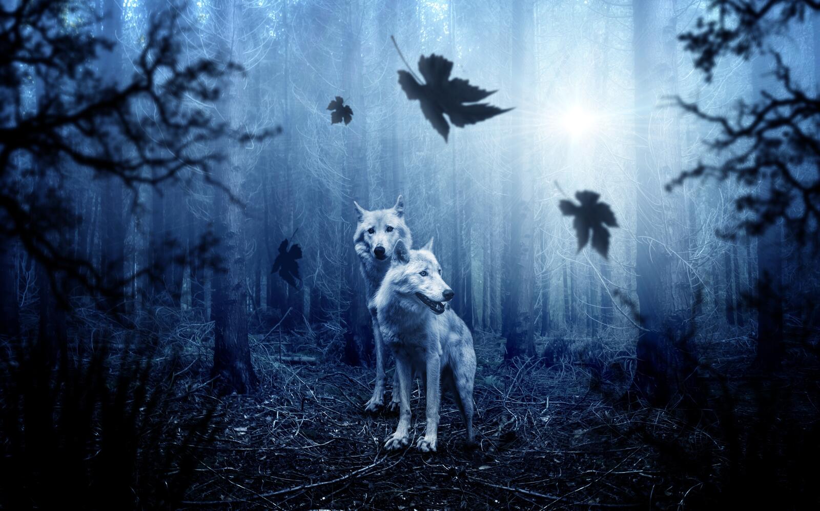 Wallpapers forest trees predators wolves on the desktop