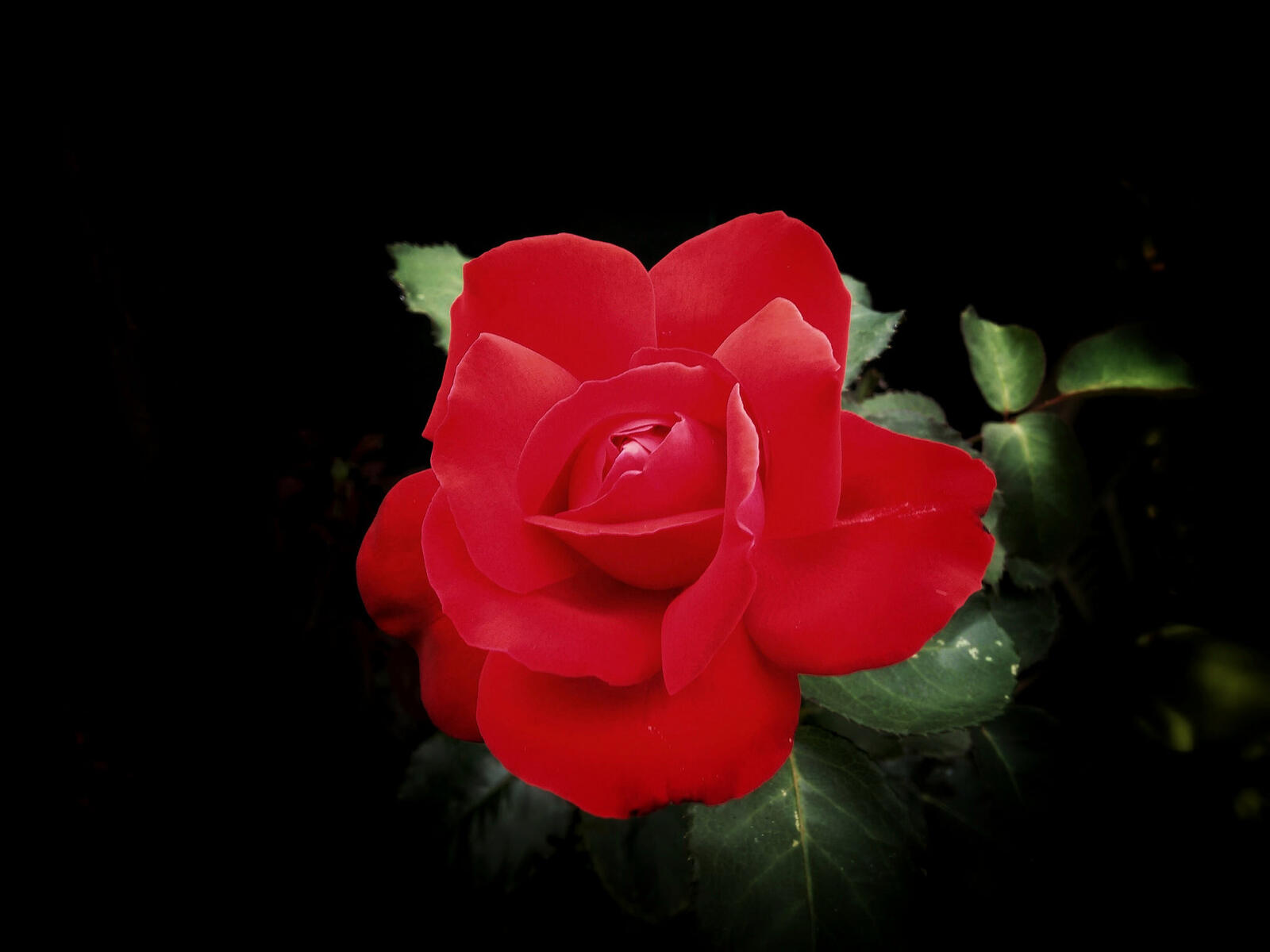 Бесплатное фото Китайская роза