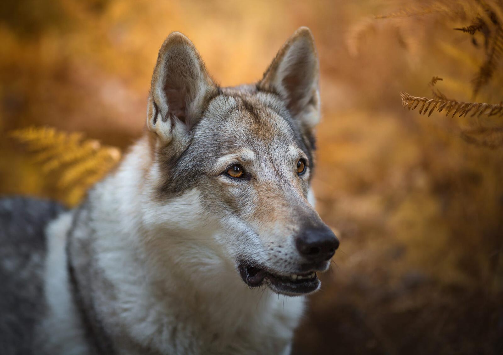 Бесплатное фото Взгляд волчьей собаки