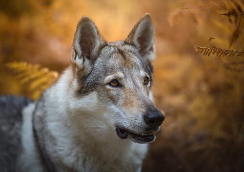 Wolf-dog look