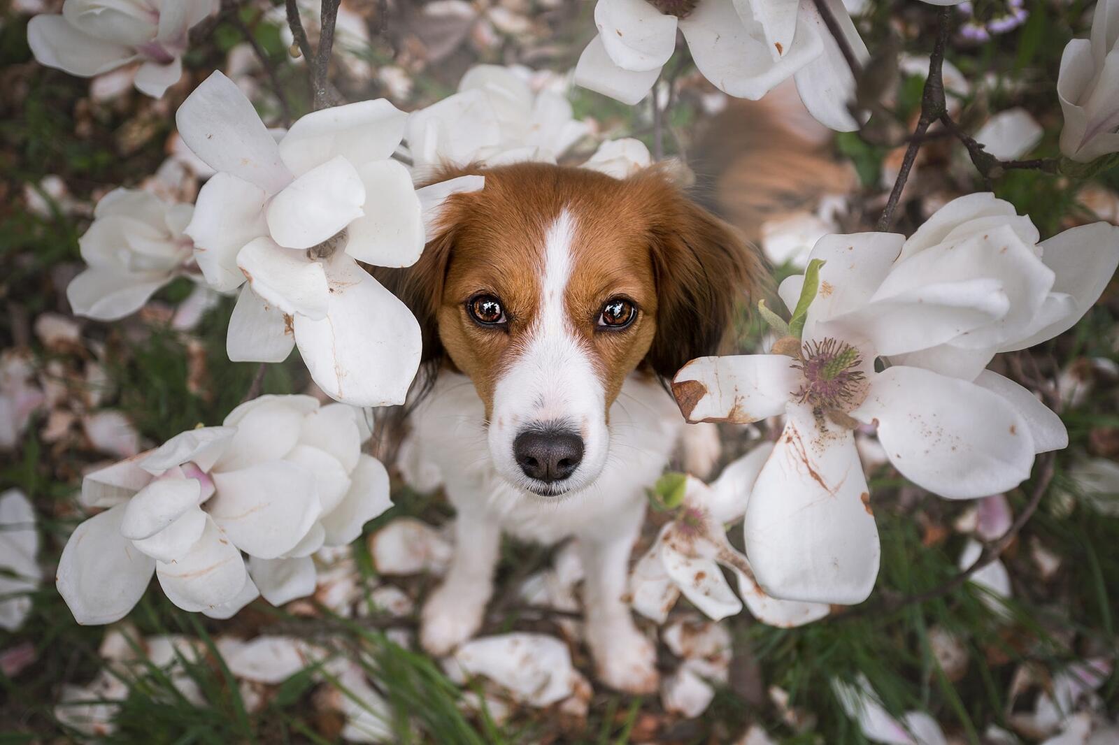 免费照片狗狗在玉兰花中