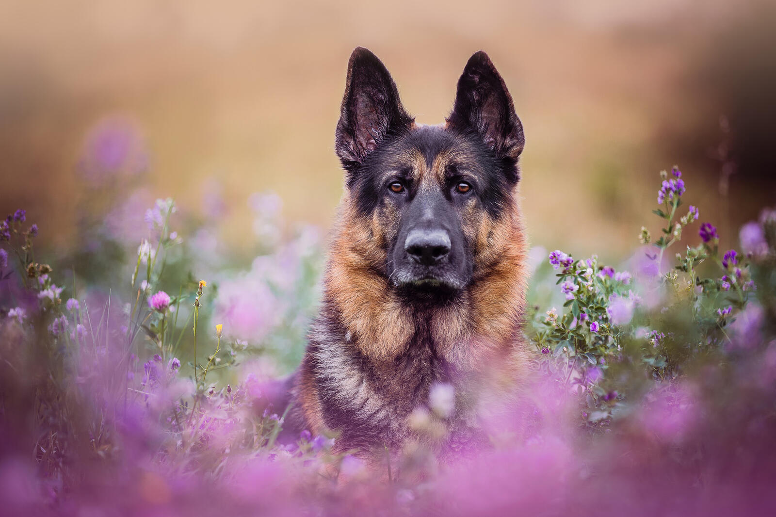 Free photo German shepherd in flowers