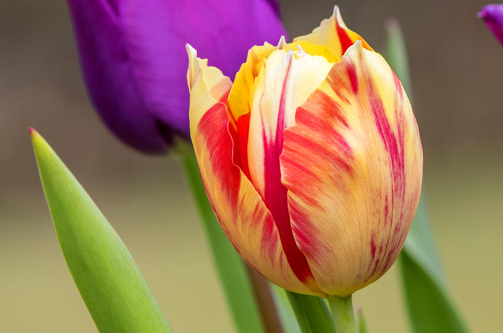 Бесплатное фото Лепестки тюльпанов, как они выглядят
