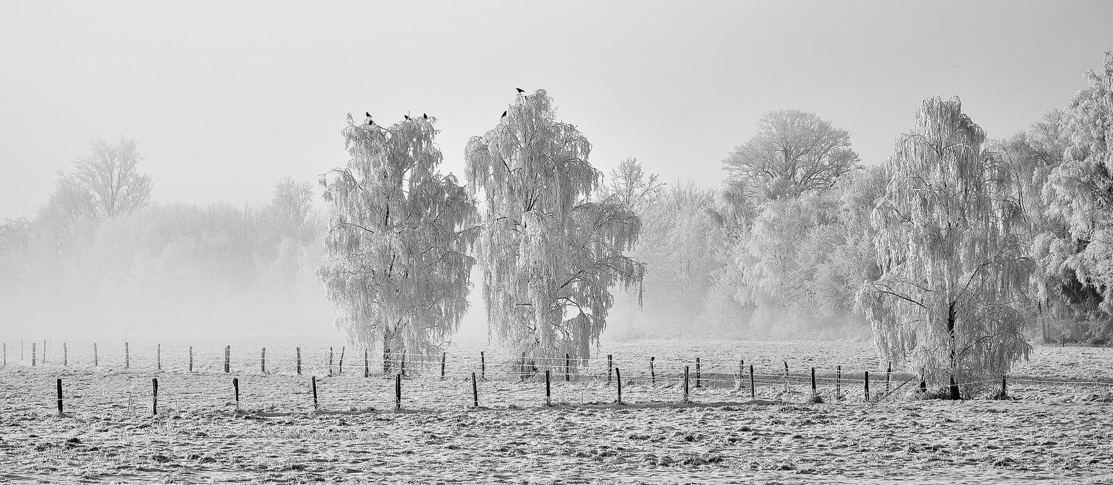 Обои деревья зима туман на рабочий стол