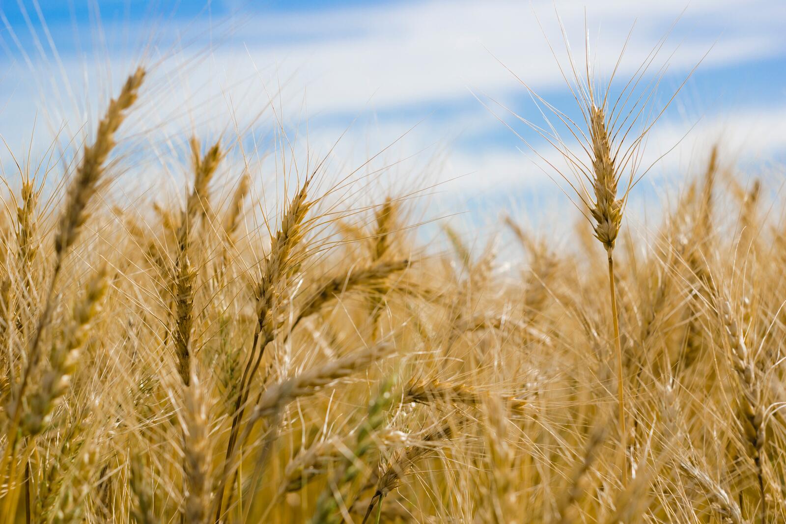 Обои ферма пшеница поле на рабочий стол