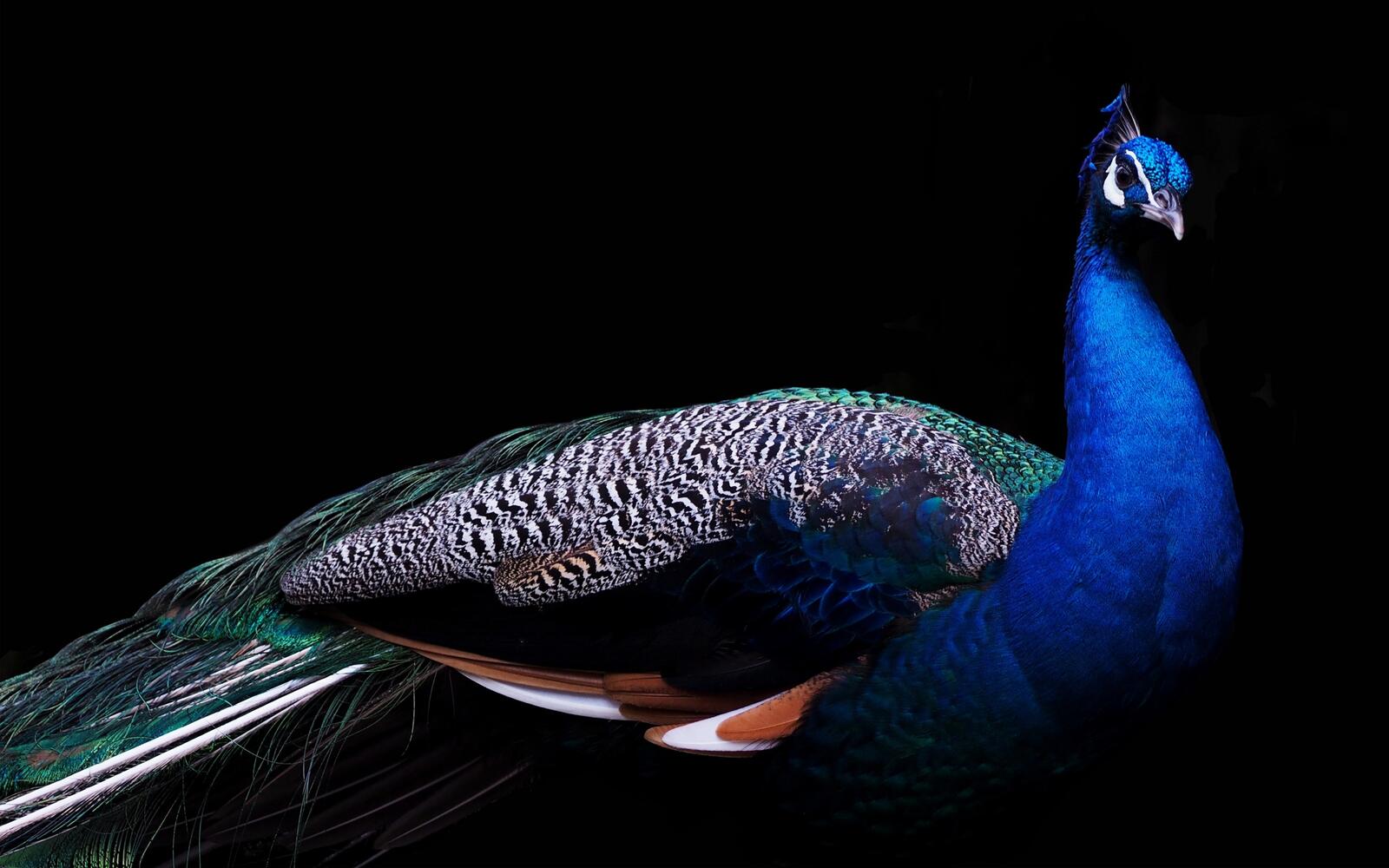 Wallpapers peacock bird wonderful on the desktop