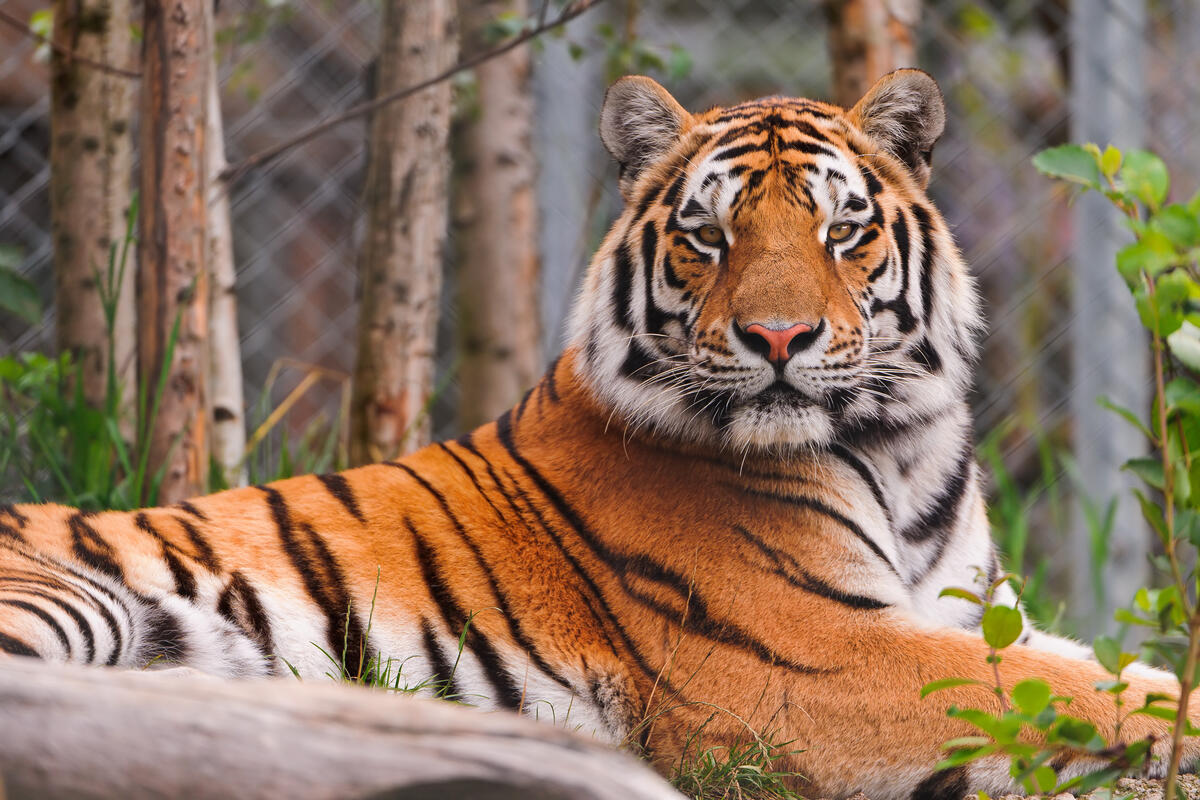 Могущественный взгляд тигра