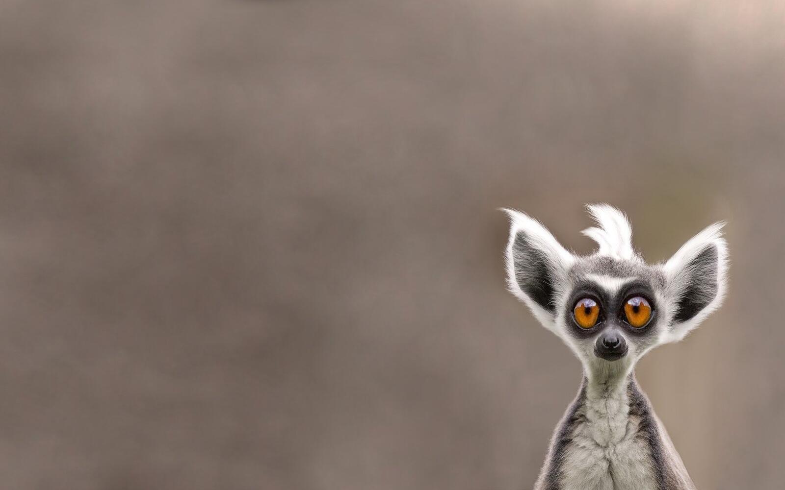 Wallpapers lemur face funny on the desktop