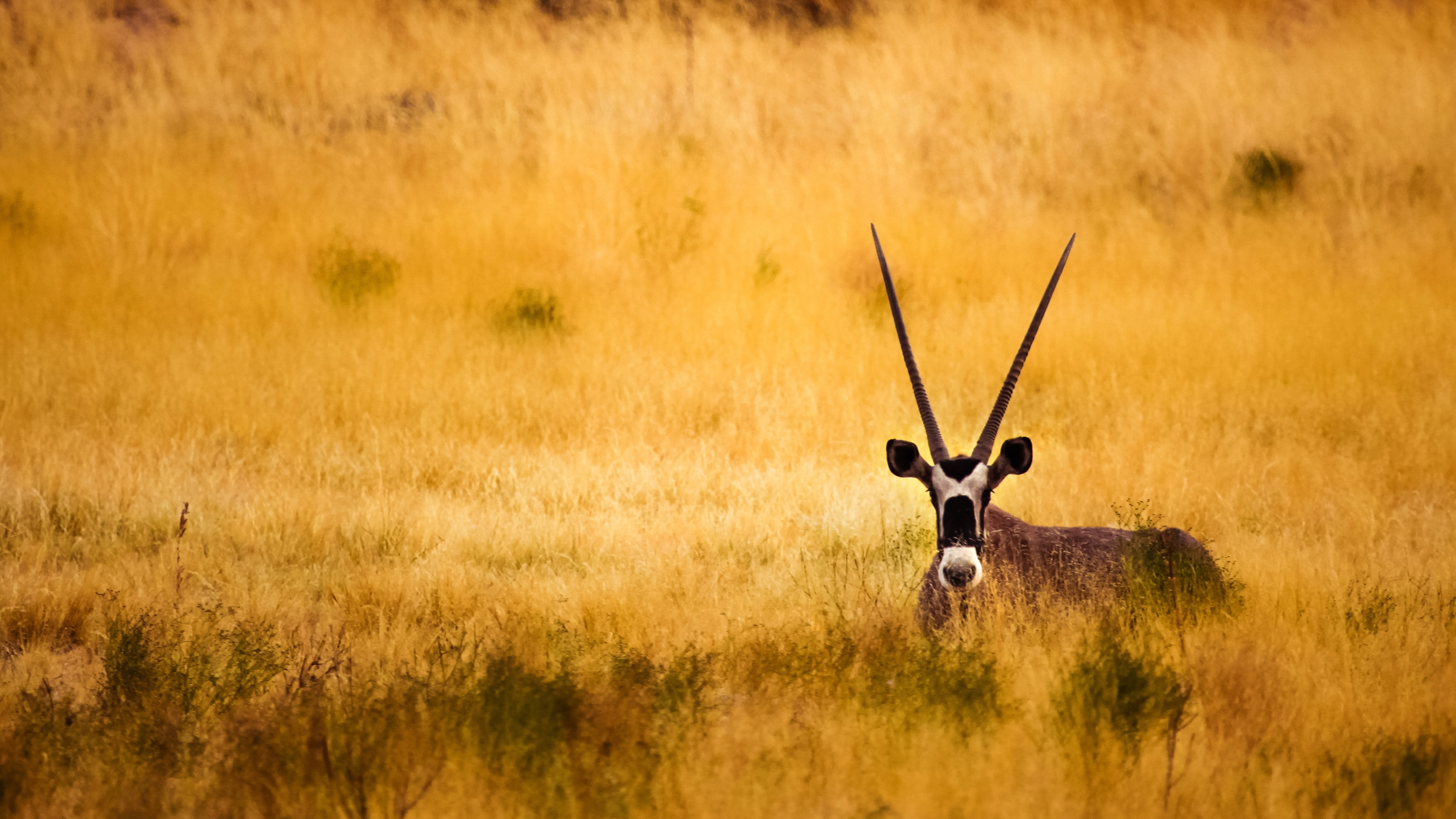 Wallpapers antelopes horns Savanna on the desktop