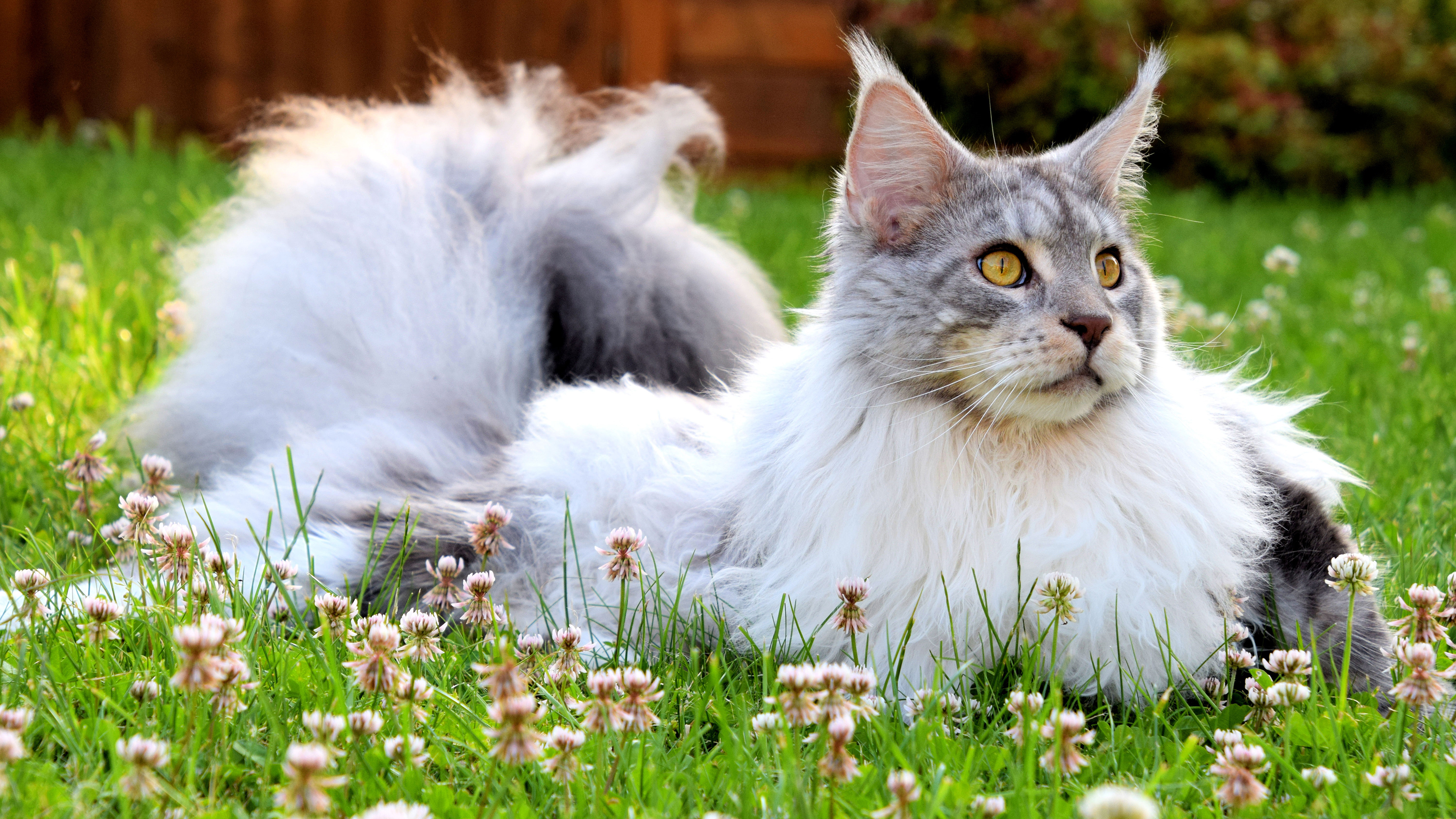 Luxurious Maine Coon on the lawn · free photo