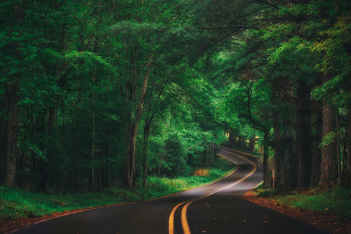 蜿蜒的森林道路