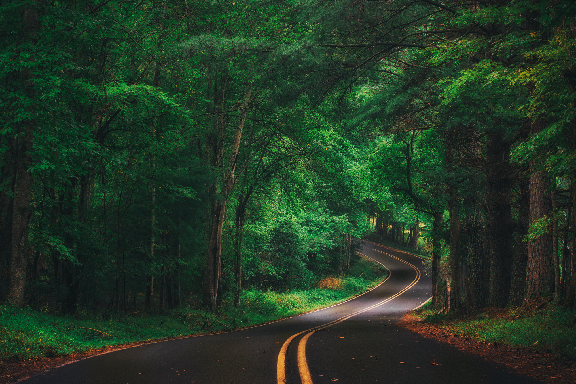 免费照片蜿蜒的森林道路