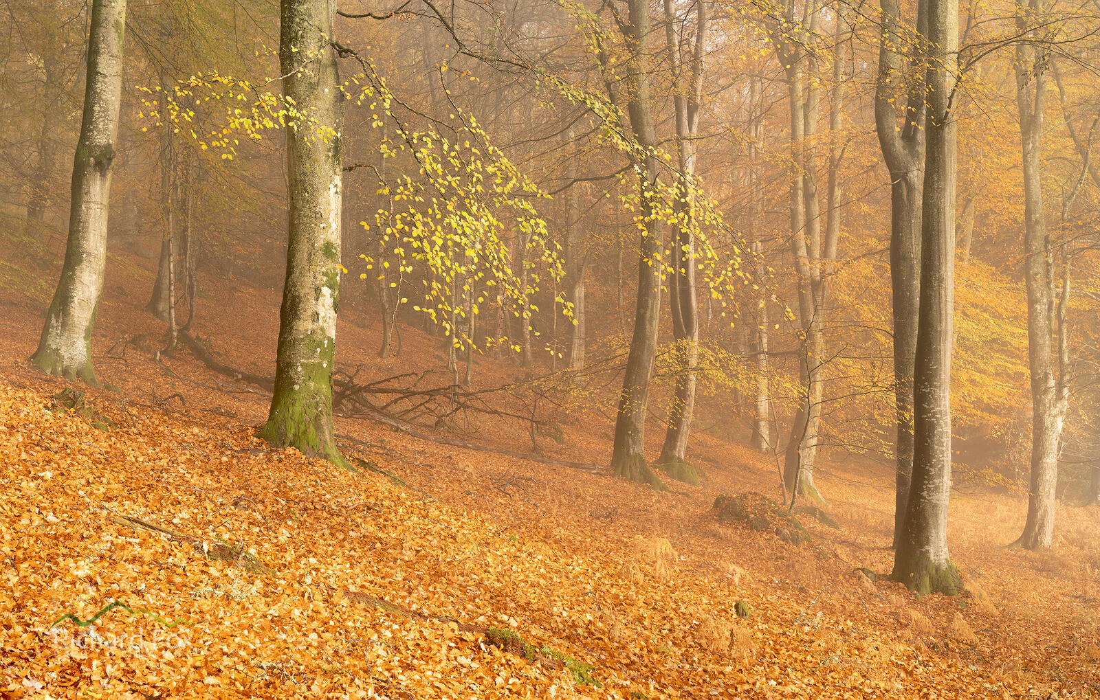 Wallpapers fog fall colors forest on the desktop