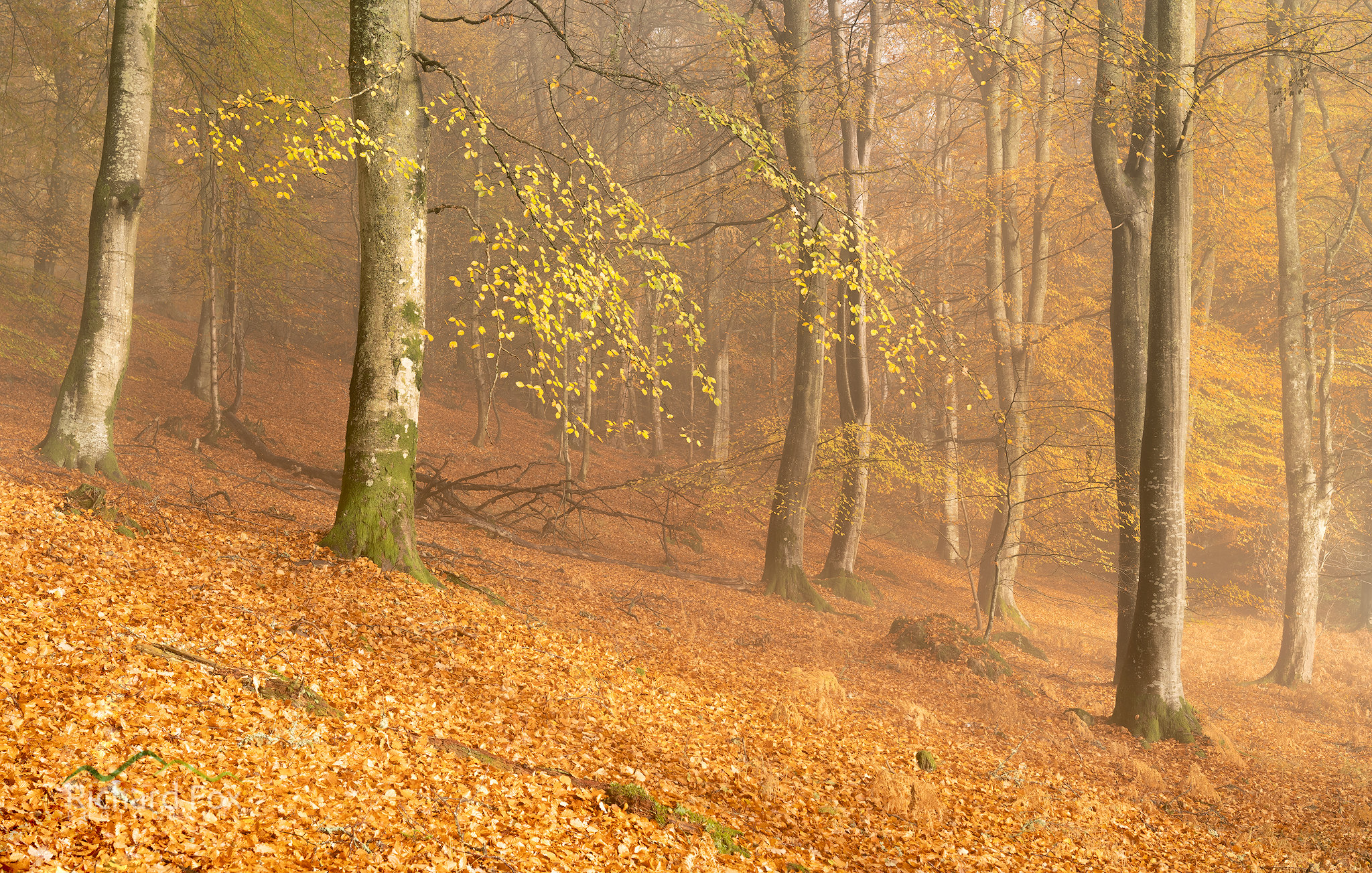 Wallpapers fog fall colors forest on the desktop