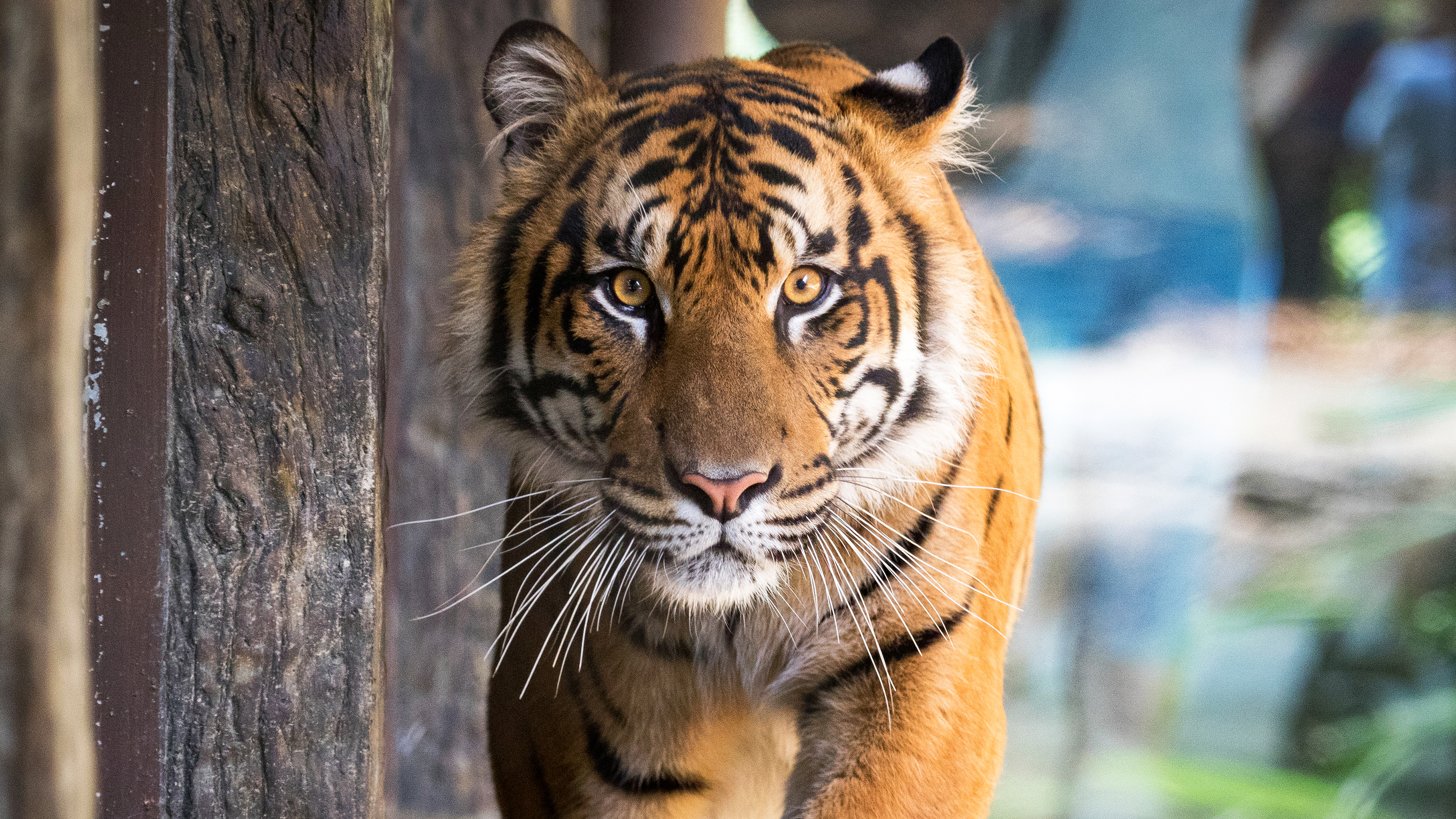 Бесплатное фото Крадущийся тигр