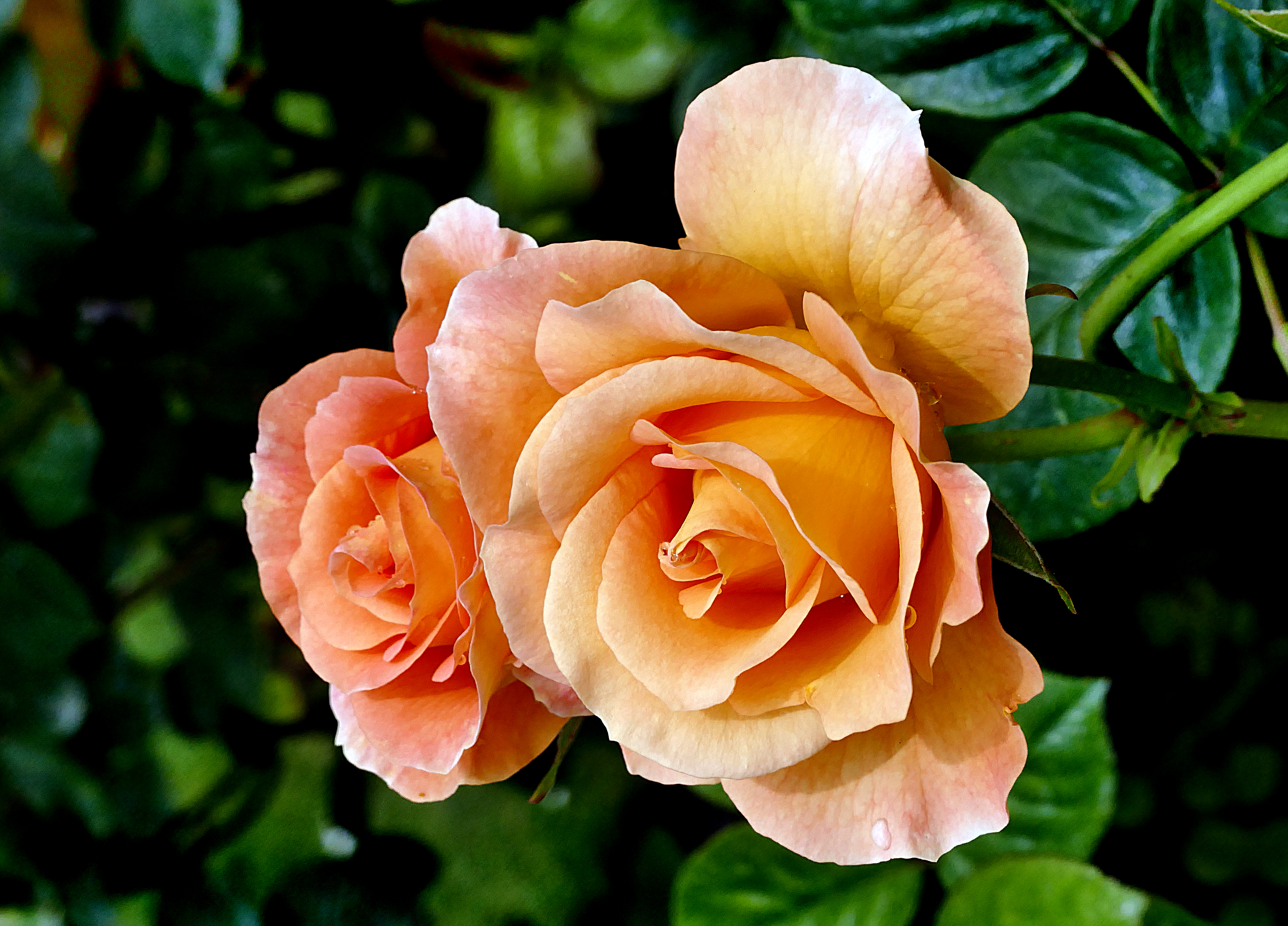 免费照片两个橙色的玫瑰