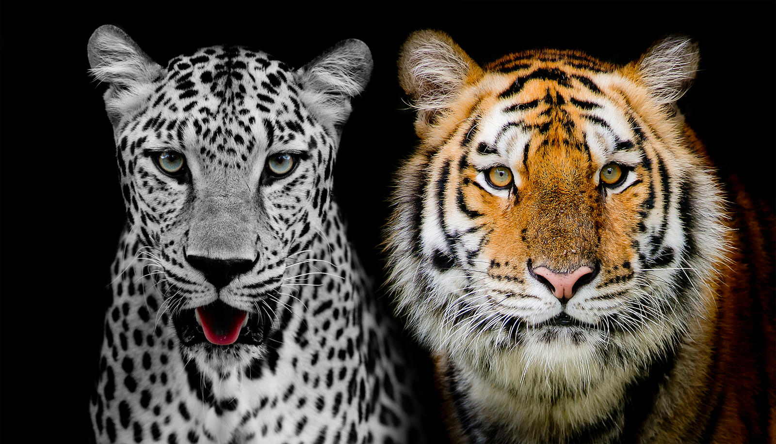 Бесплатное фото леопард и тигр