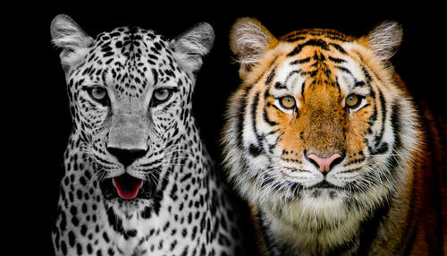 леопард и тигр