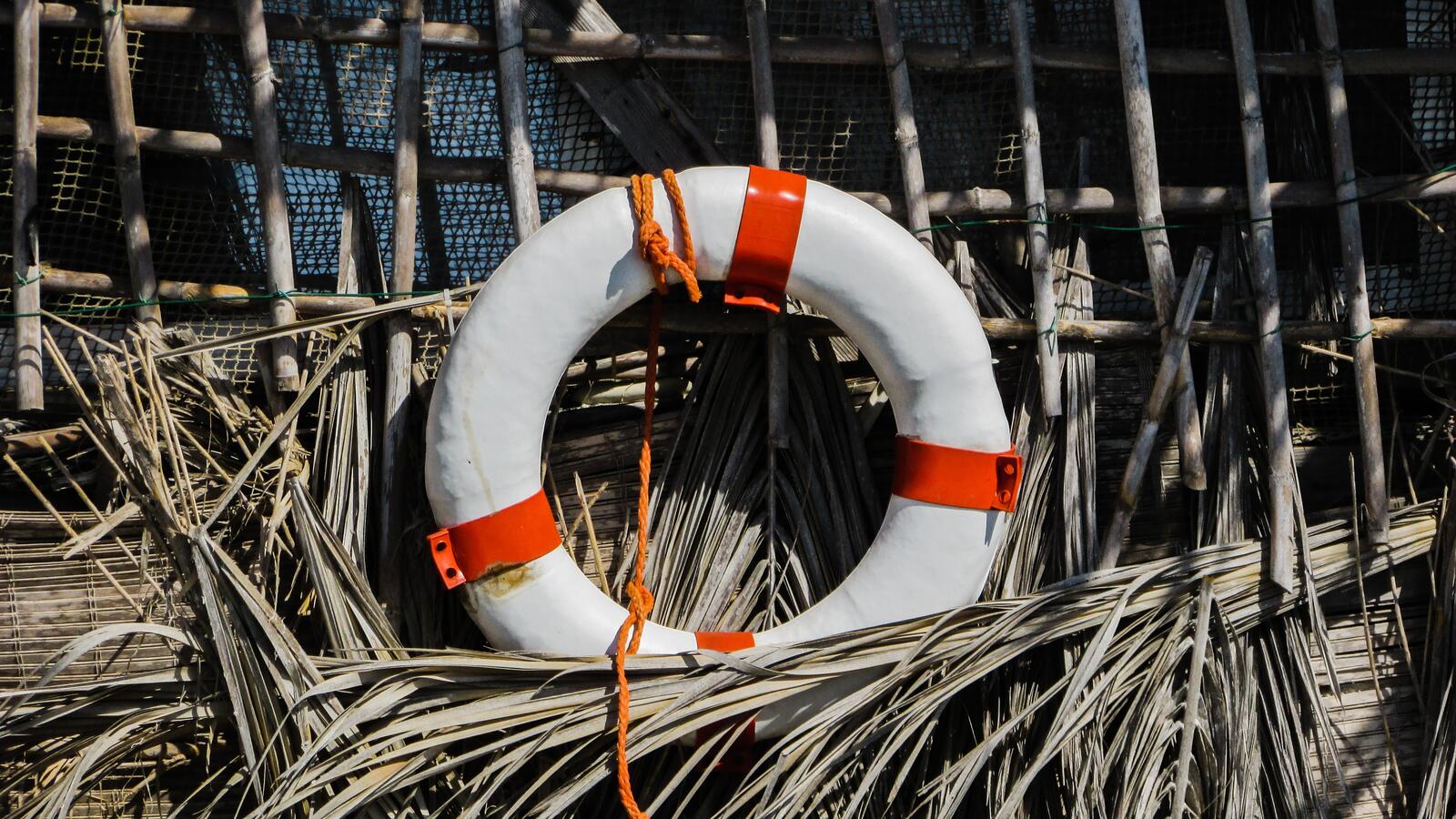 Wallpapers lifebuoy rope forest on the desktop