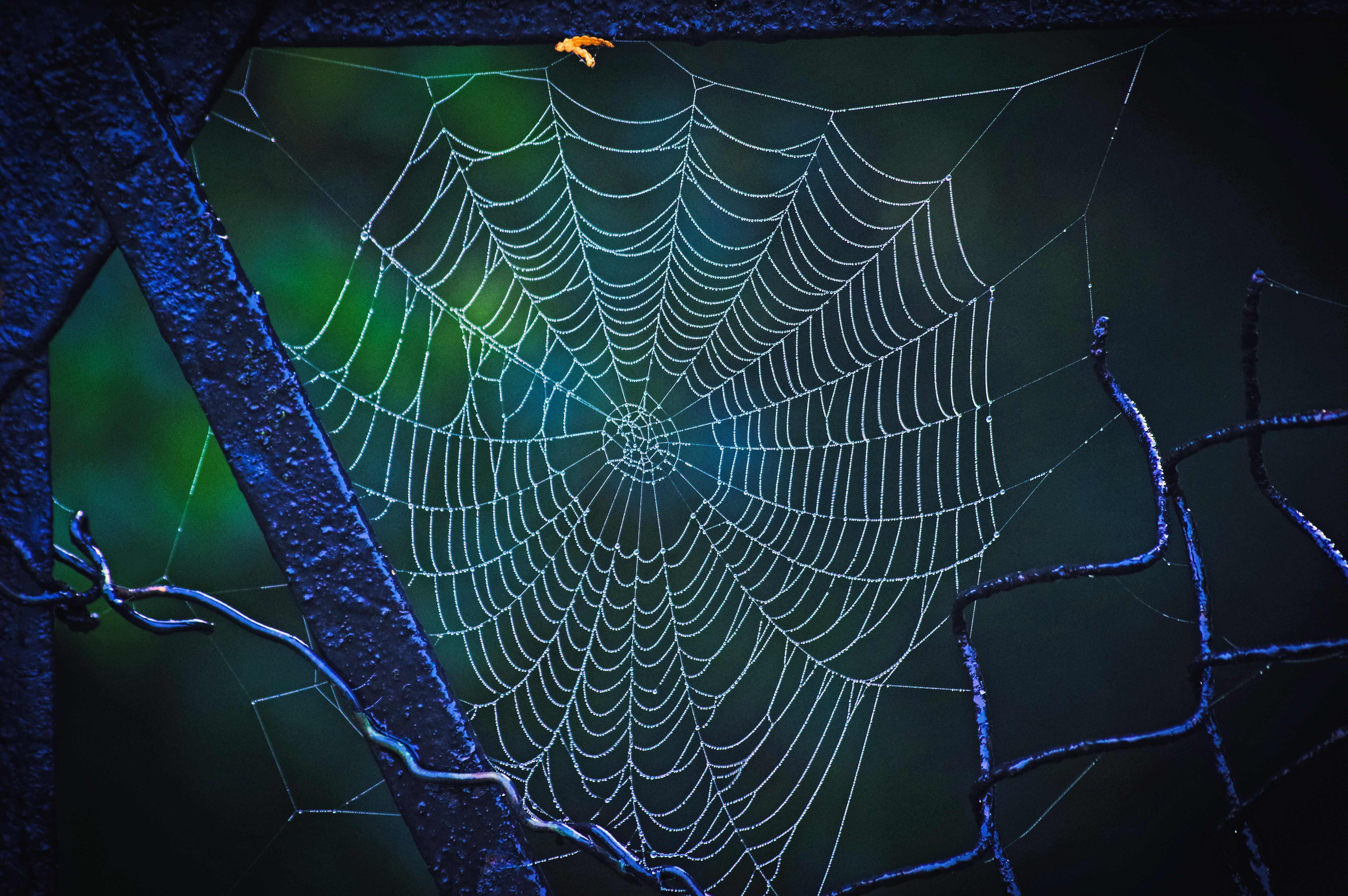 Wallpapers cobweb drops netting on the desktop