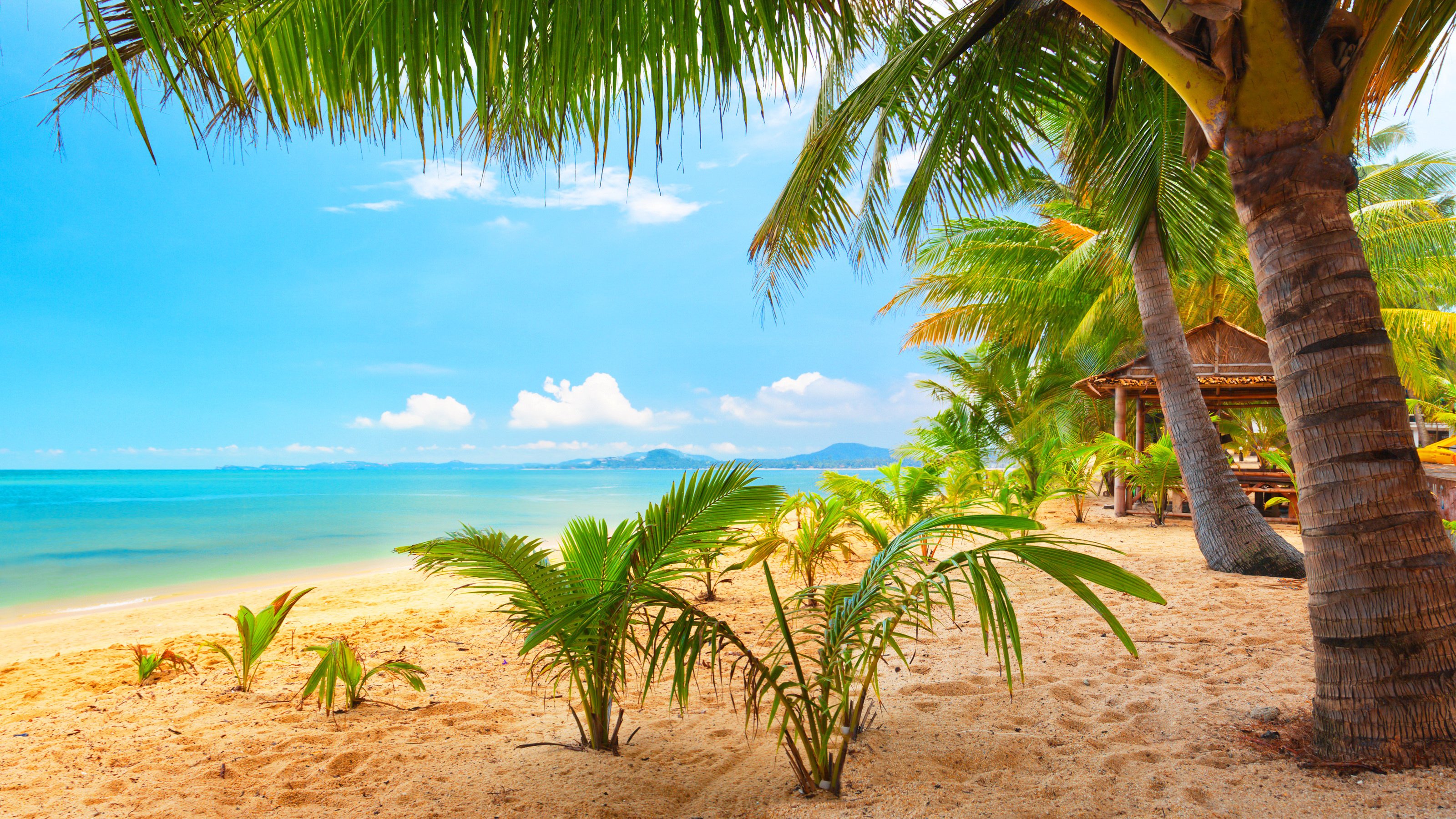 Обои лето пляж пальмовые деревья на рабочий стол