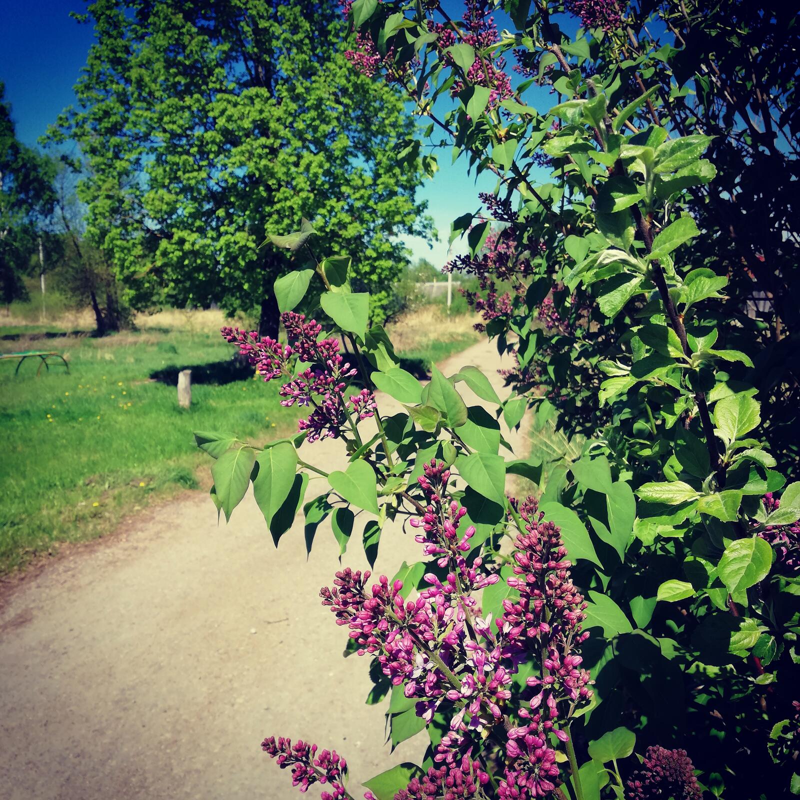 Wallpapers lilacs nature spring on the desktop