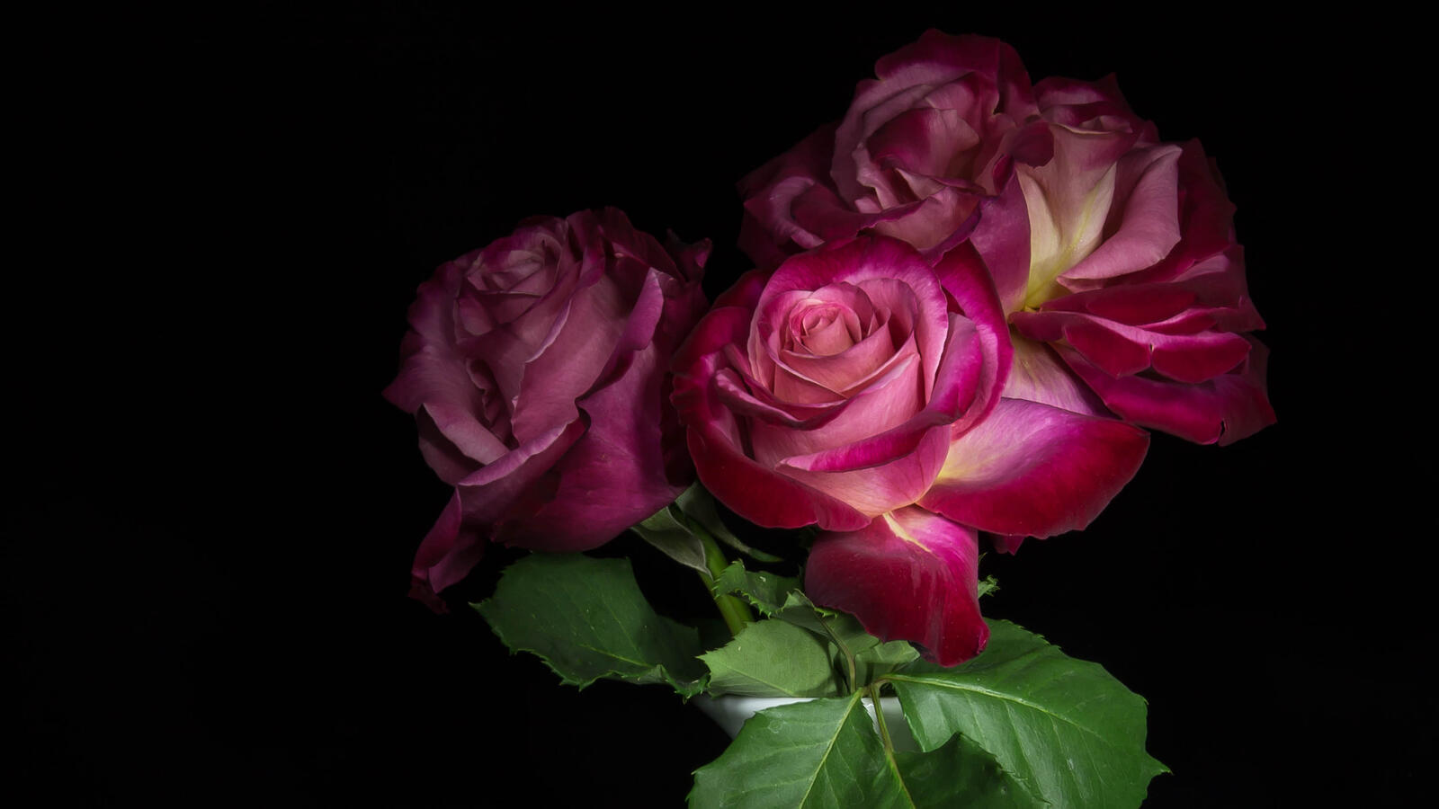 Обои цветок розовые цветы три розы на рабочий стол