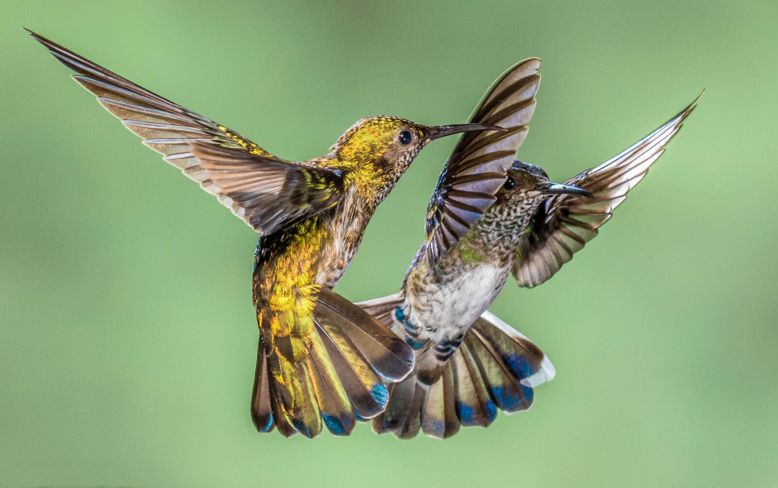 Обои колибри макро hummingbirds на рабочий стол