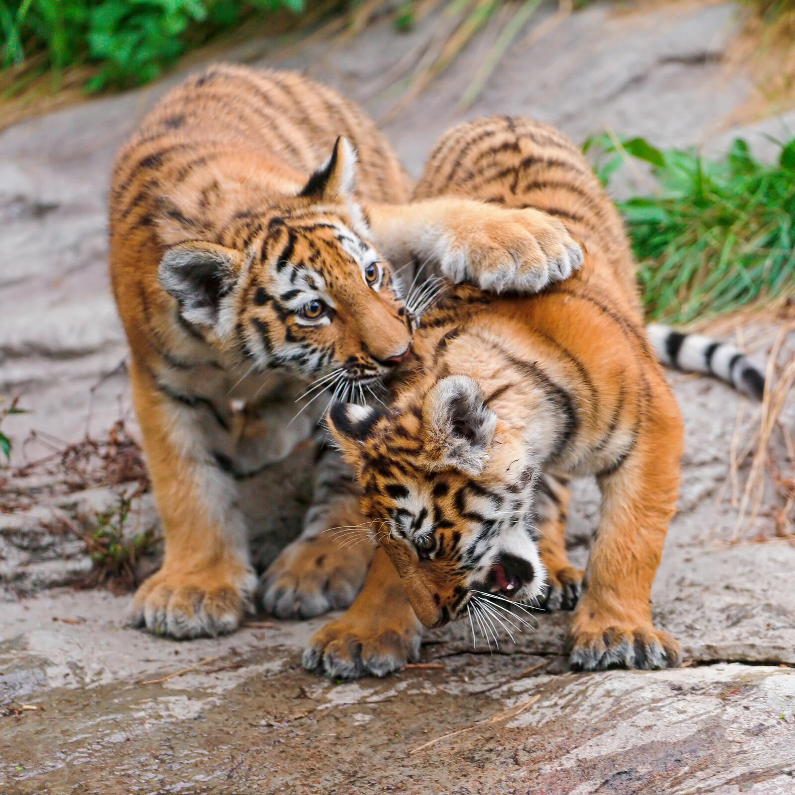Free photo Tiger bites his brother