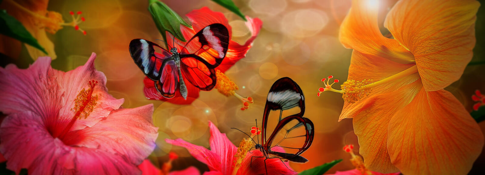 Обои гибискус бабочки цветочная композиция на рабочий стол