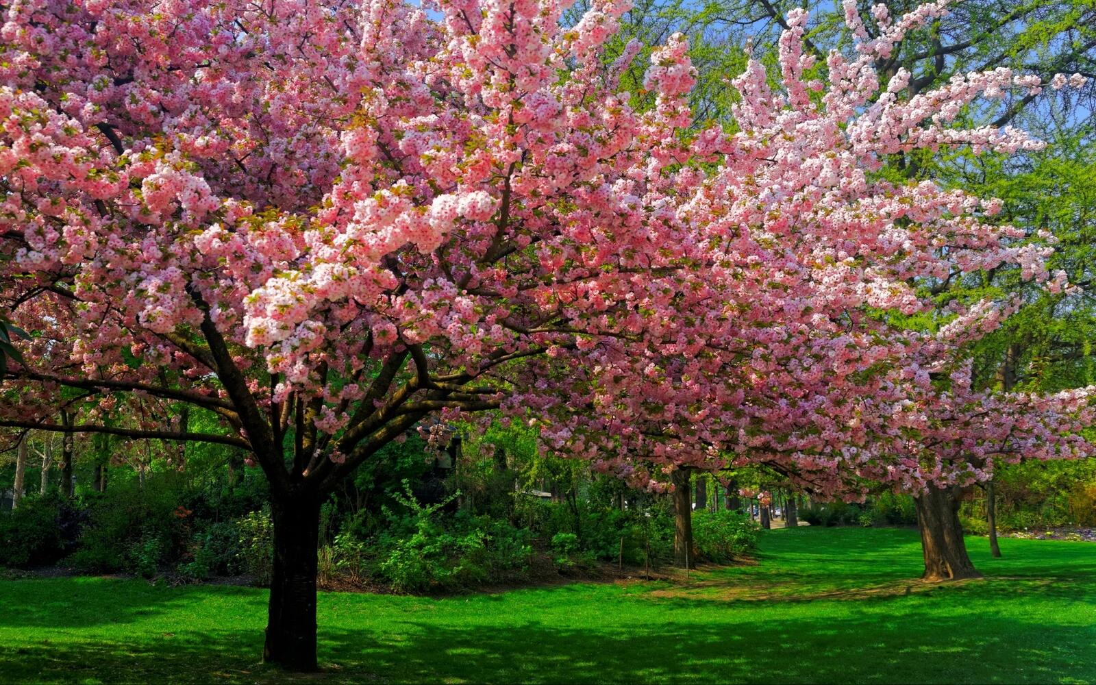 Обои cherry blossom деревья газоны на рабочий стол