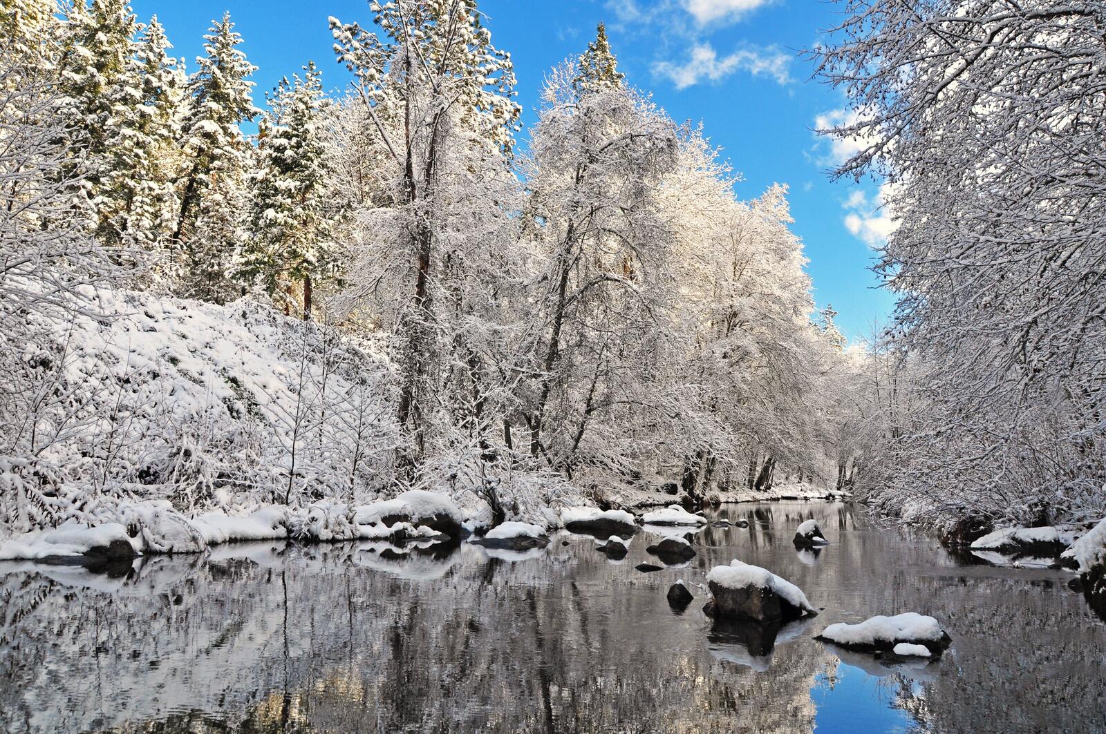 免费照片沿着森林的冬季河流