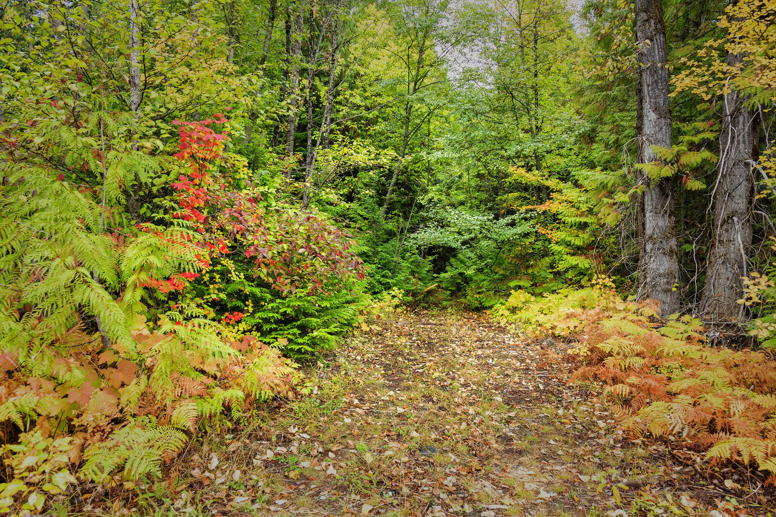 Wallpapers fallen leaves trees forest path on the desktop