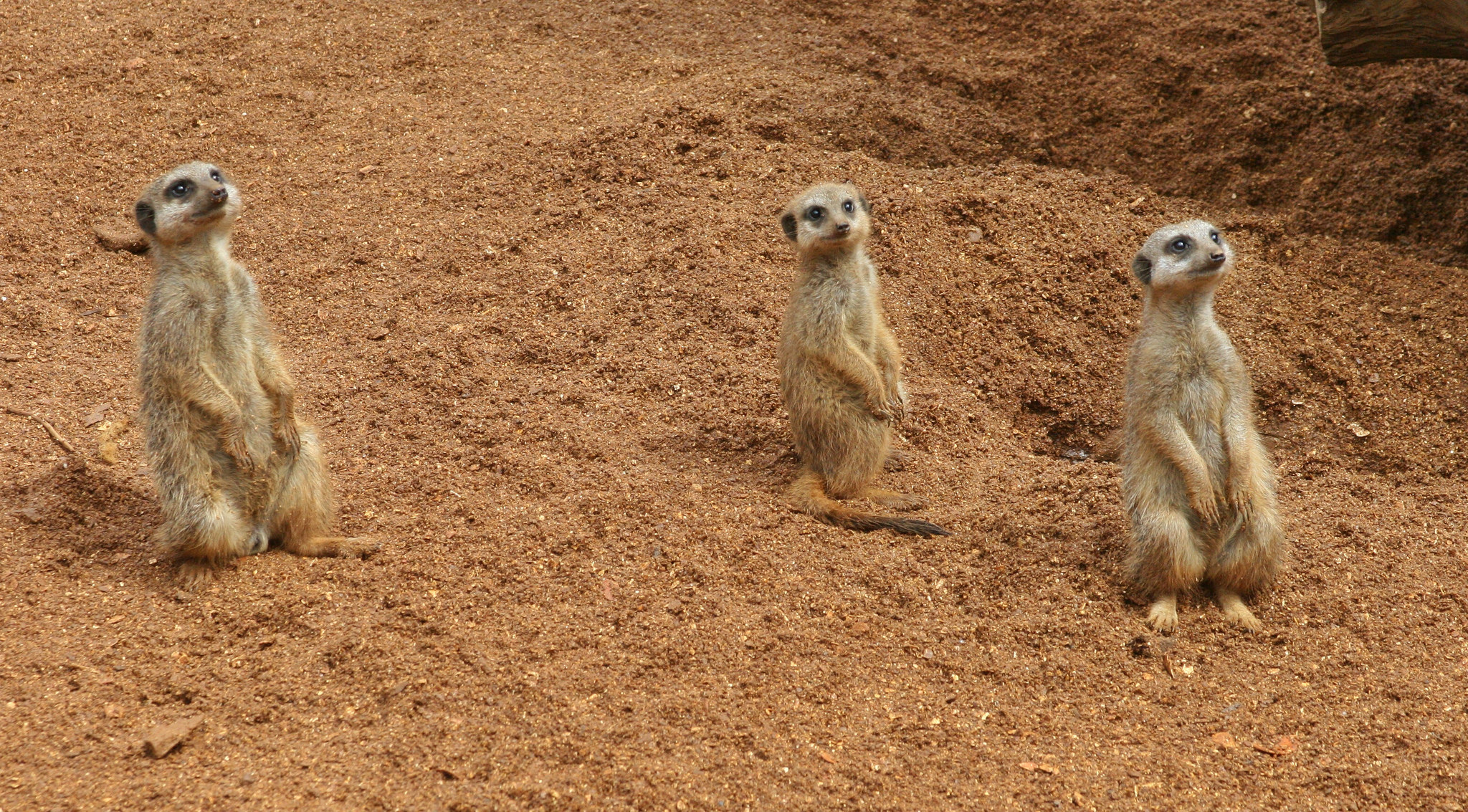 Обои meerkat suricate территория сурикатов на рабочий стол