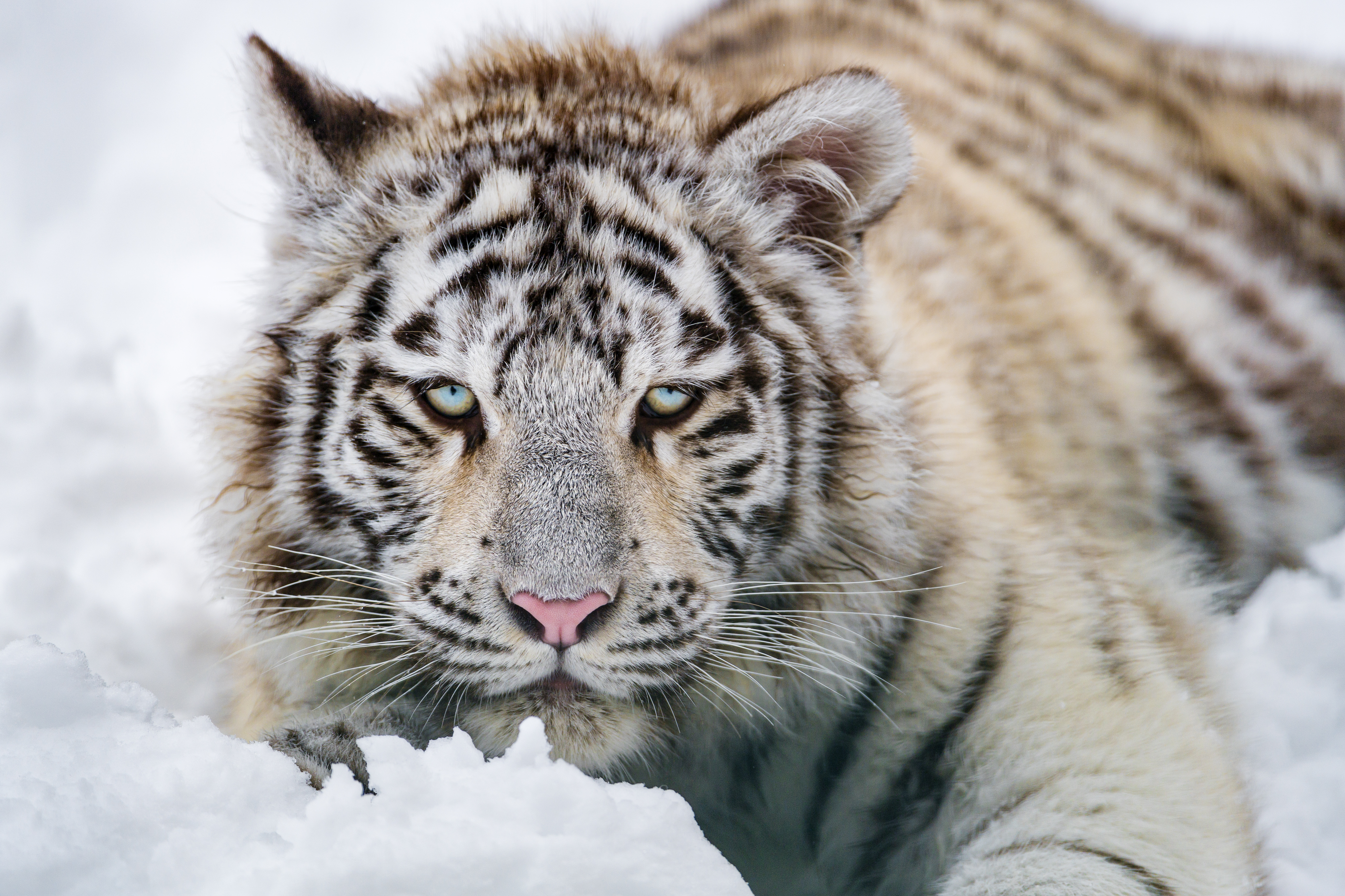 Wallpapers snow white tiger cub view on the desktop