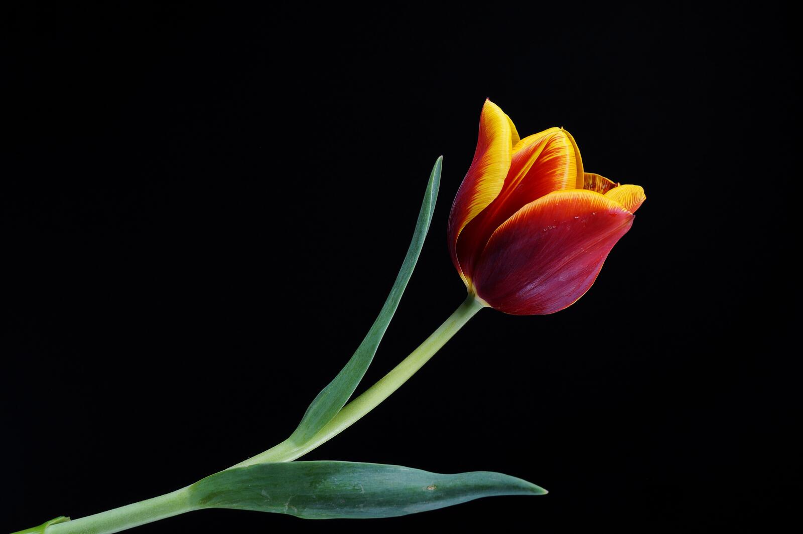 Обои цветок тюльпан красный на рабочий стол