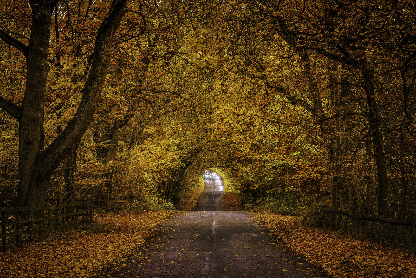 Wallpapers nature road autumn leaves on the desktop