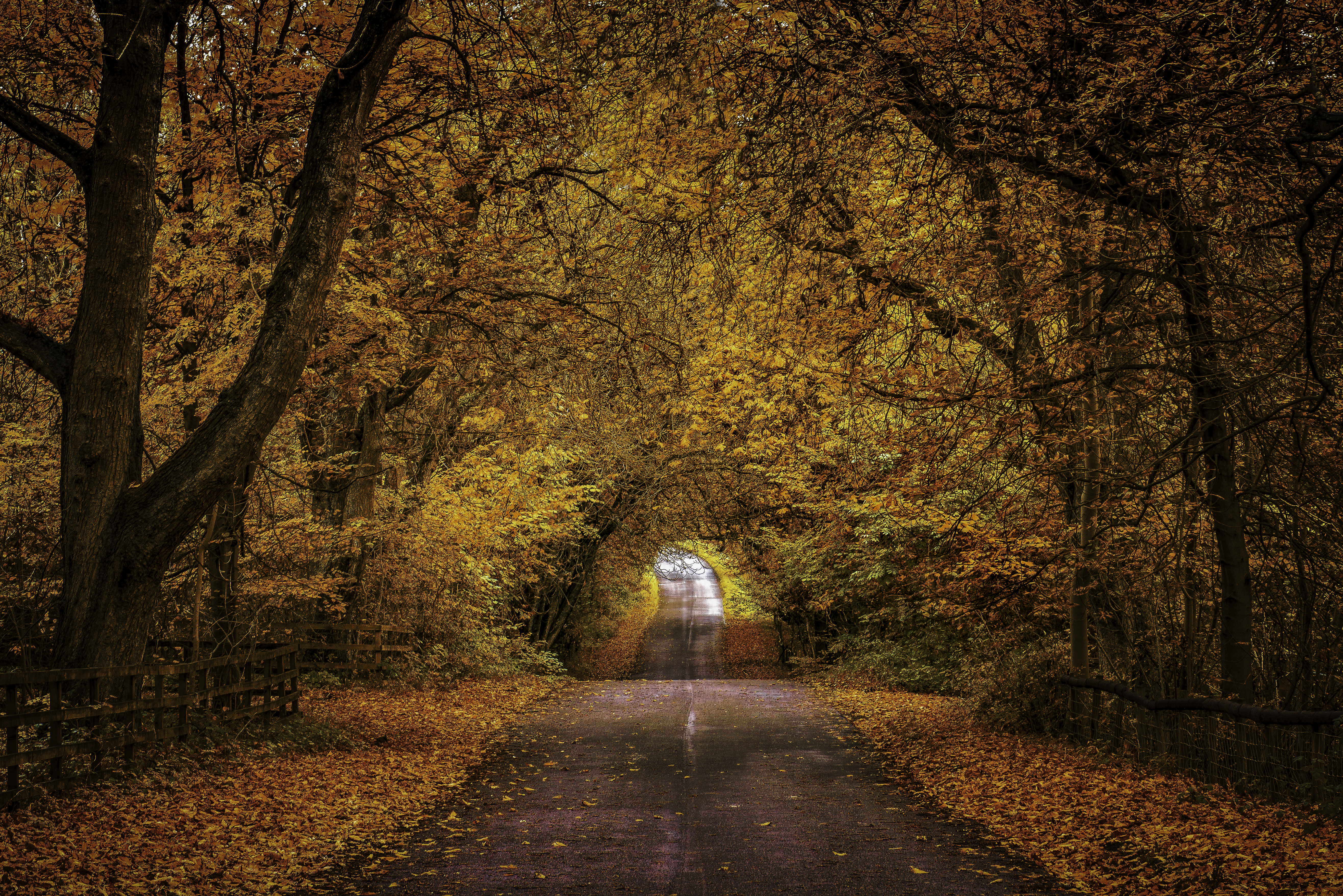 Wallpapers nature road autumn leaves on the desktop