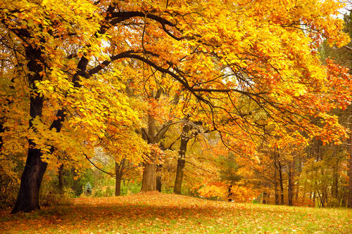 Autumn Maple Branches