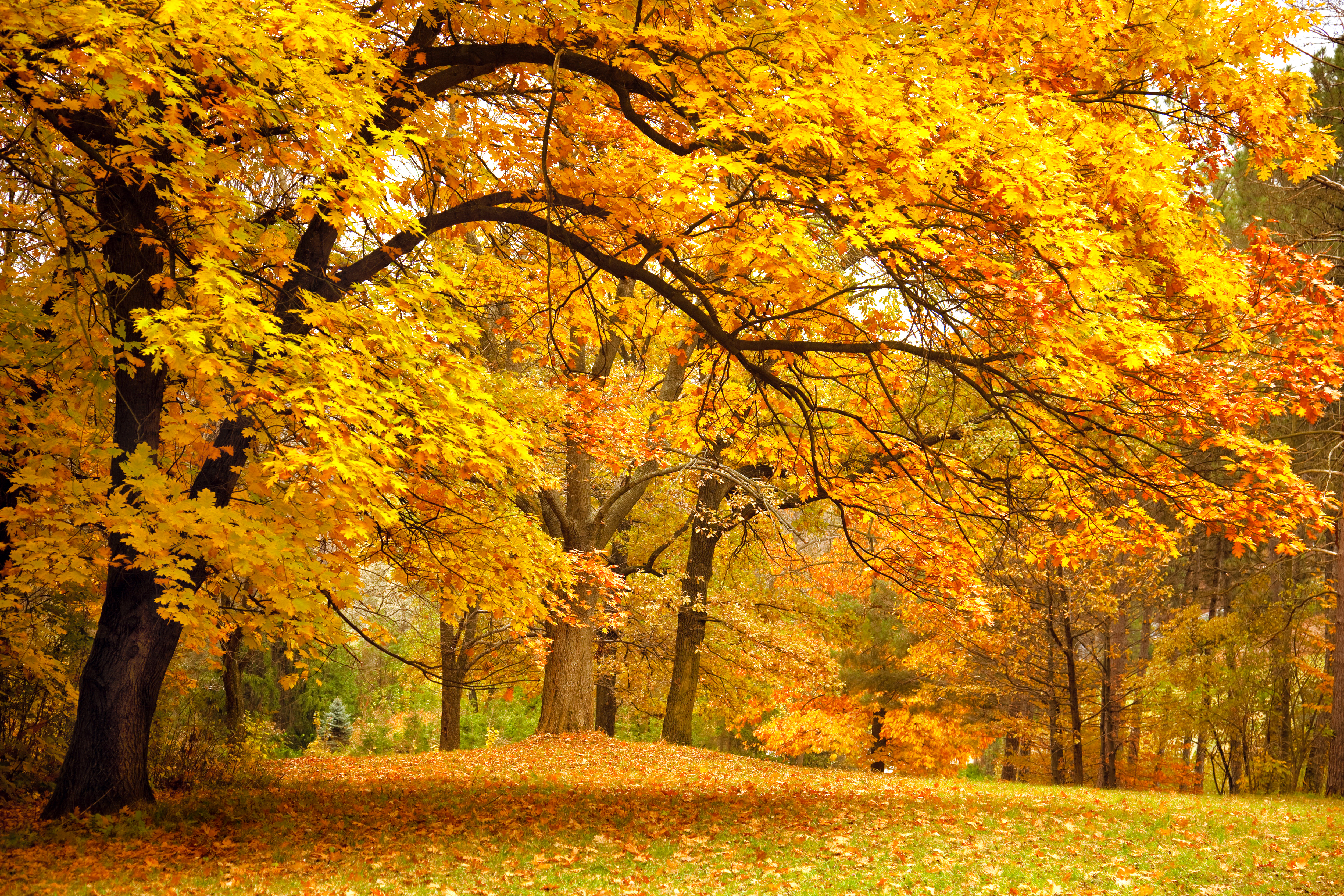 Бесплатное фото Осенние ветви клена