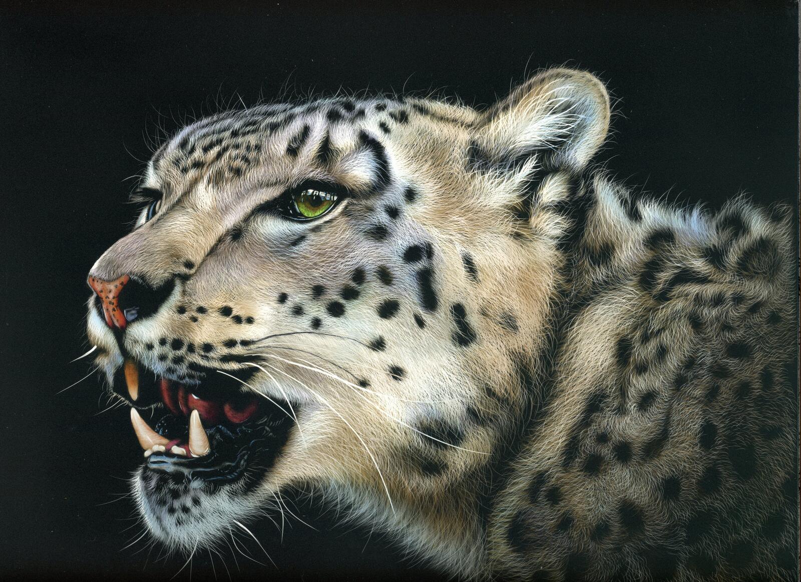 Wallpapers snow leopard wild cat muzzle on the desktop