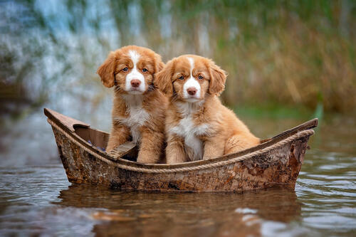 Two puppies in a boat