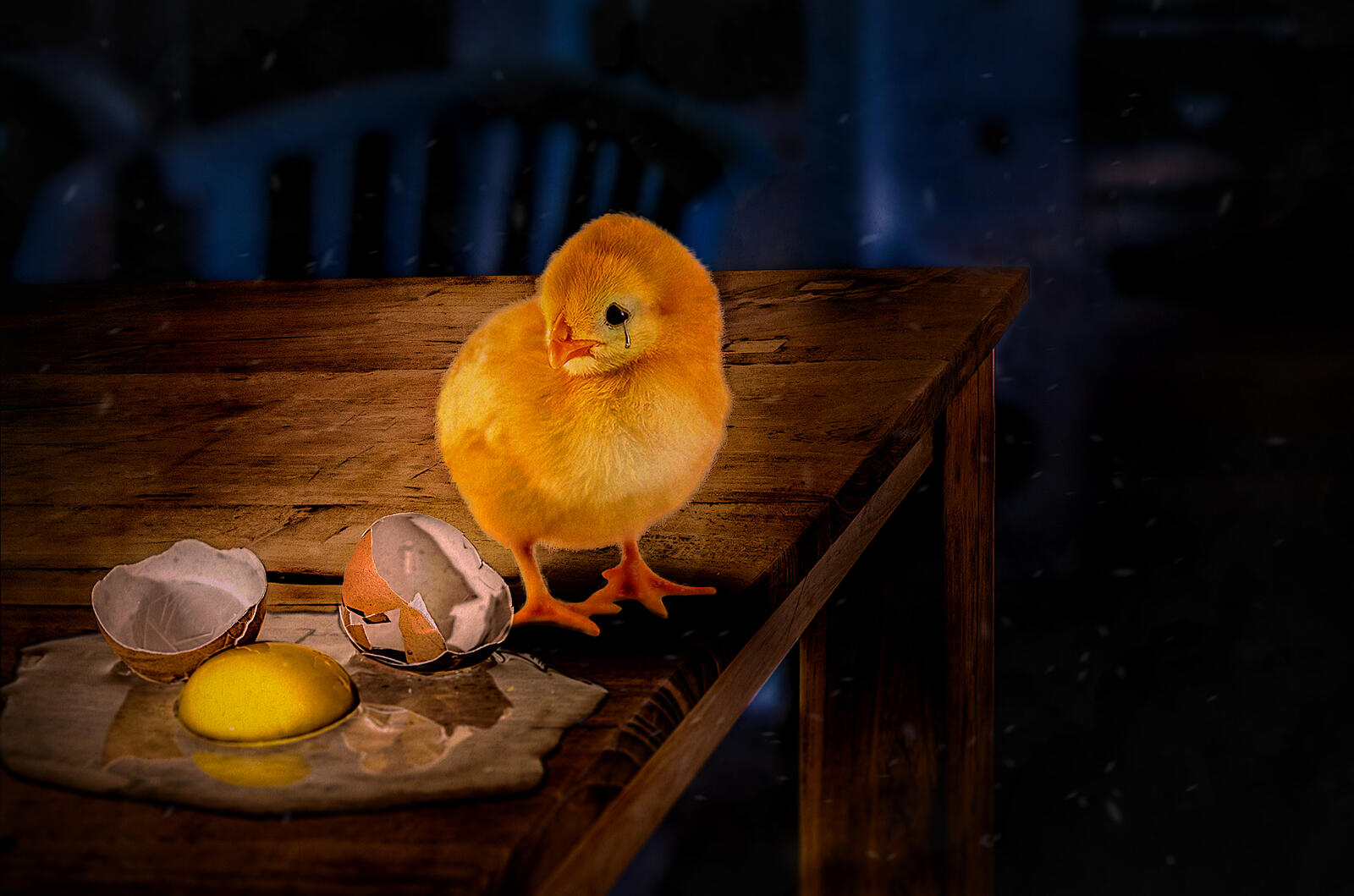 Обои цыплёнок разбитое яйцо стол на рабочий стол