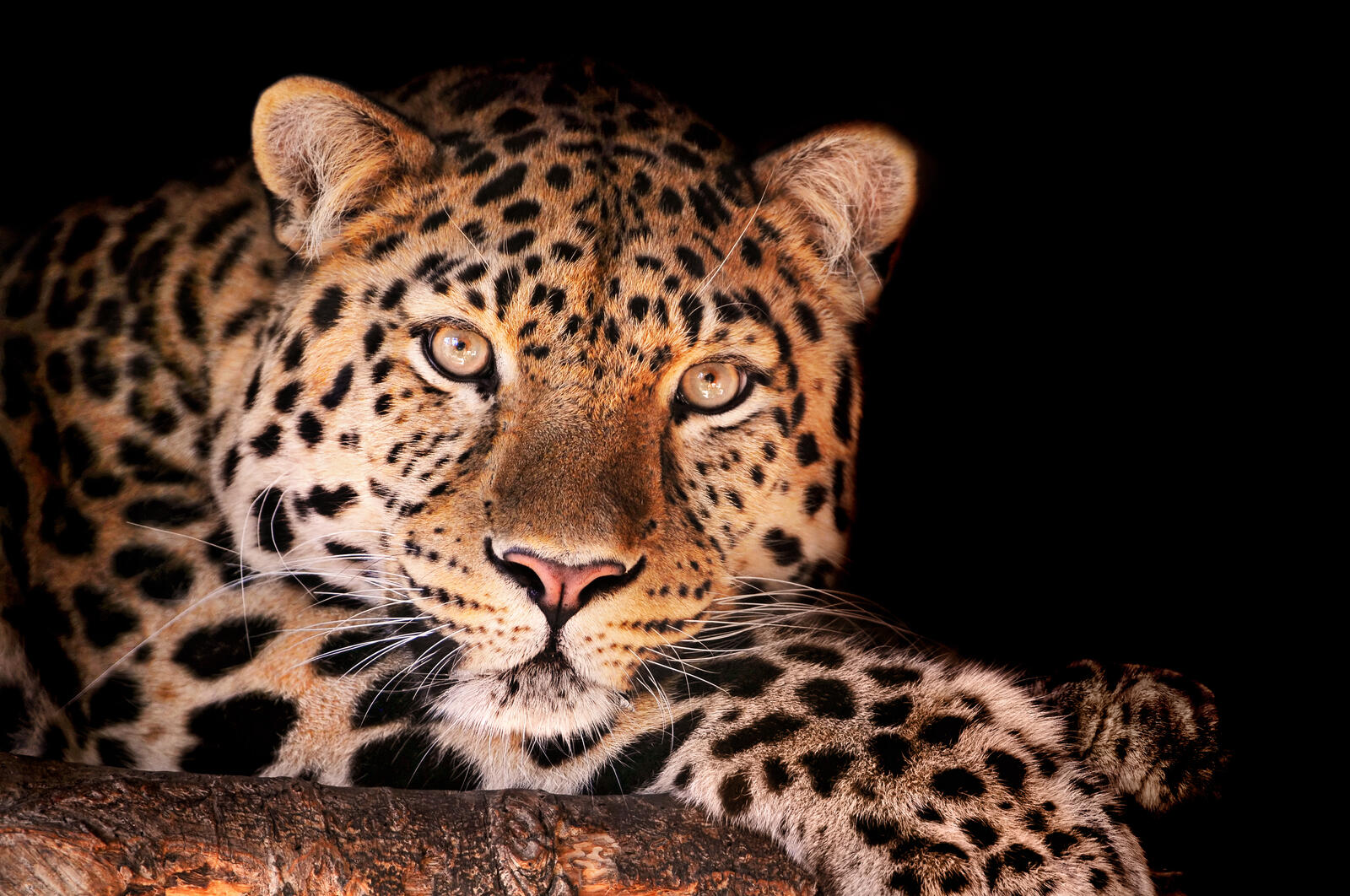 Wallpapers leopard animal sight on the desktop