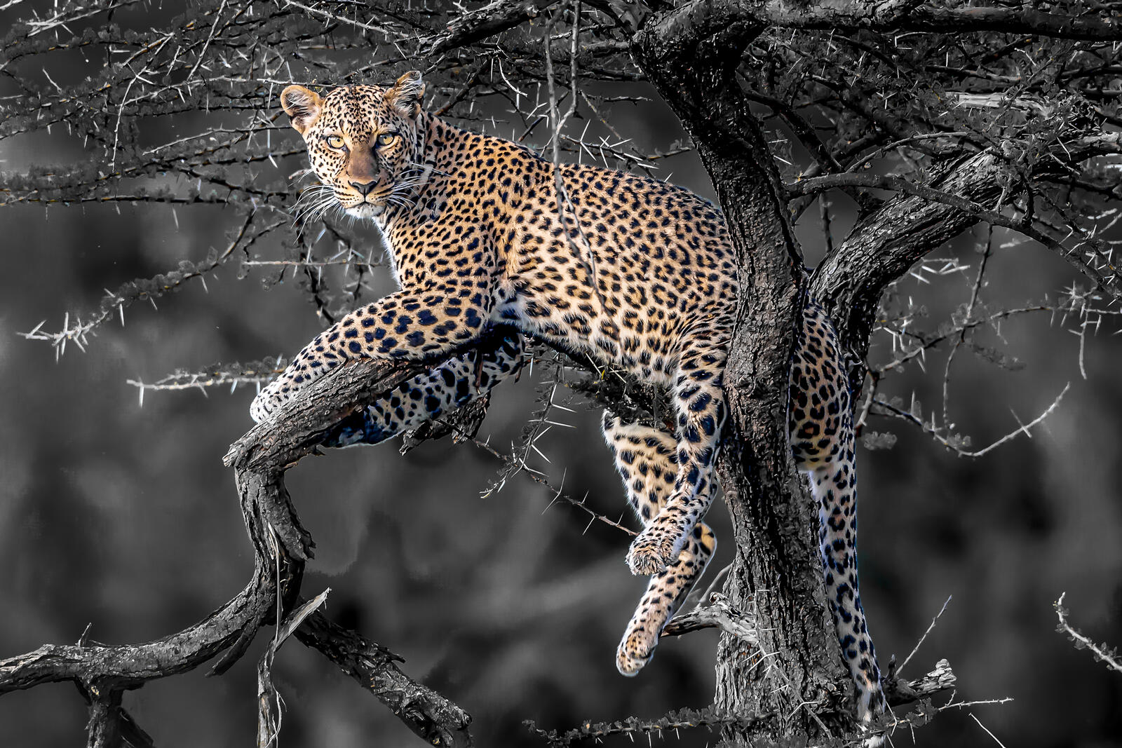 Wallpapers on a tree leopard animal on the desktop