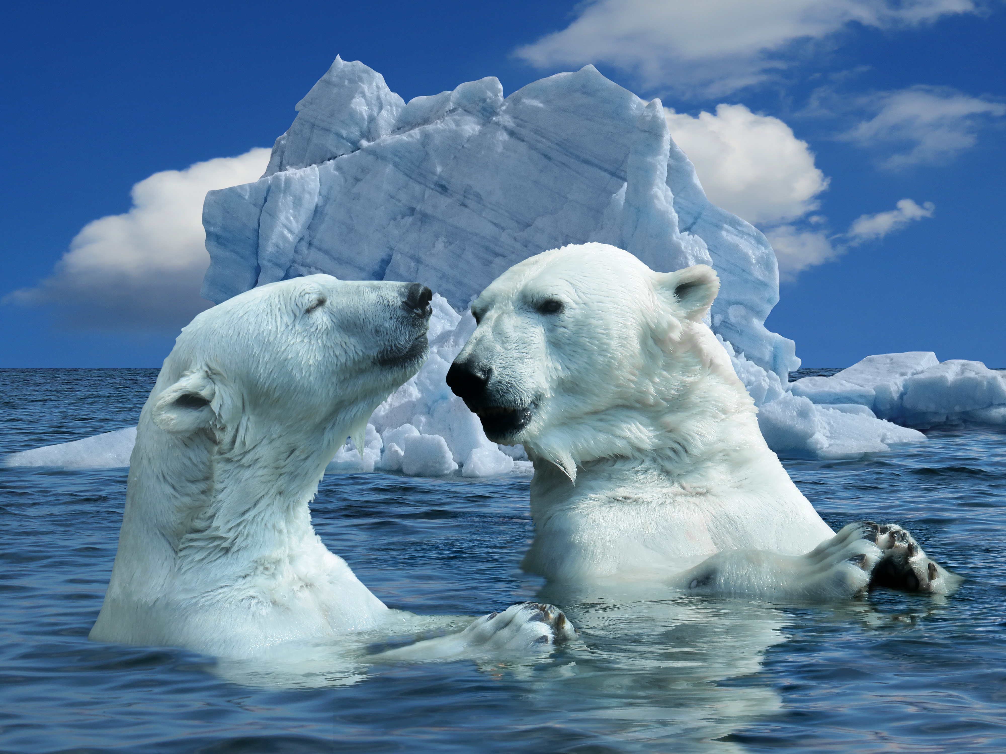 Арктика жизнь белого медведя. Северный Ледовитый океан белый медведь. Северный Ледовитый океан животные белый медведь. Белые медведи в Арктике. Белый медведь (Лаптевская популяция).