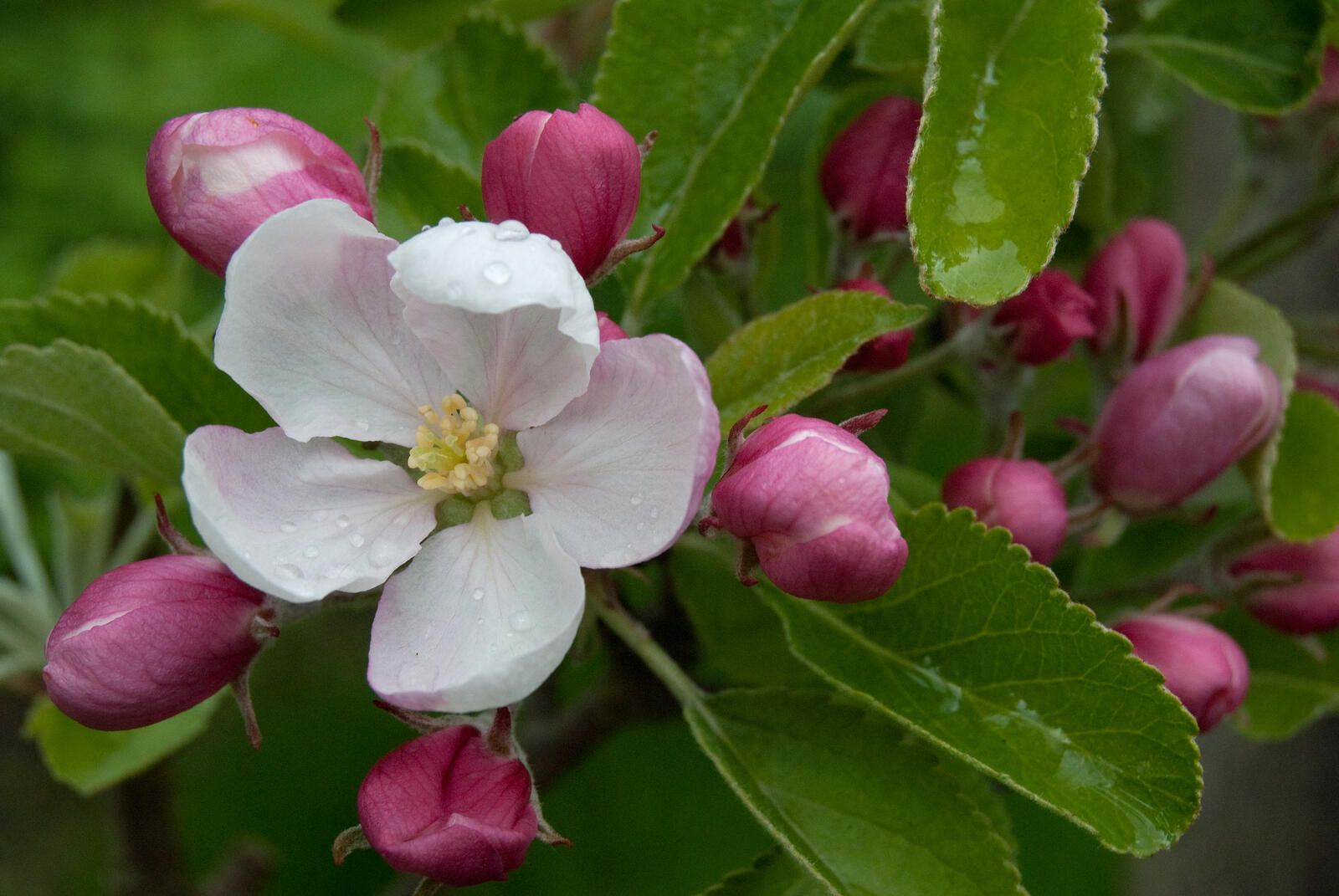 Бесплатное фото Яблоня цветет