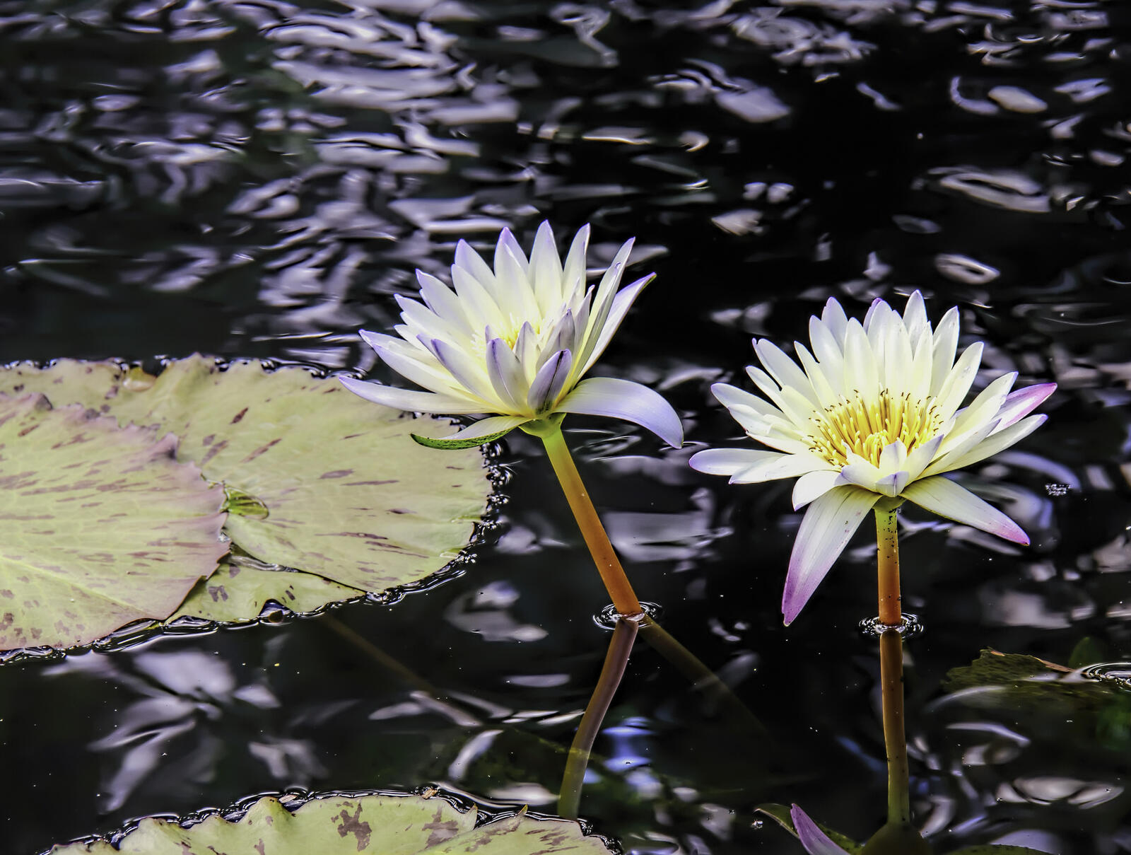 Free photo Summer river flowers
