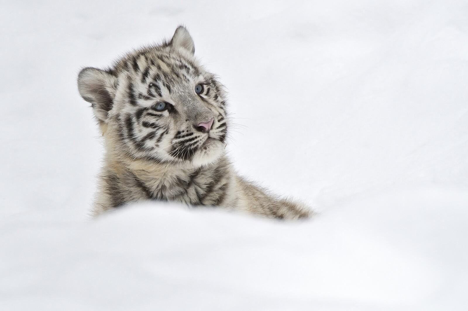 Wallpapers white tiger cub looking away on the desktop