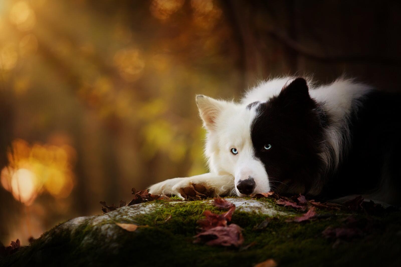 Free photo Yin-yang dog in thought about the meaning of life